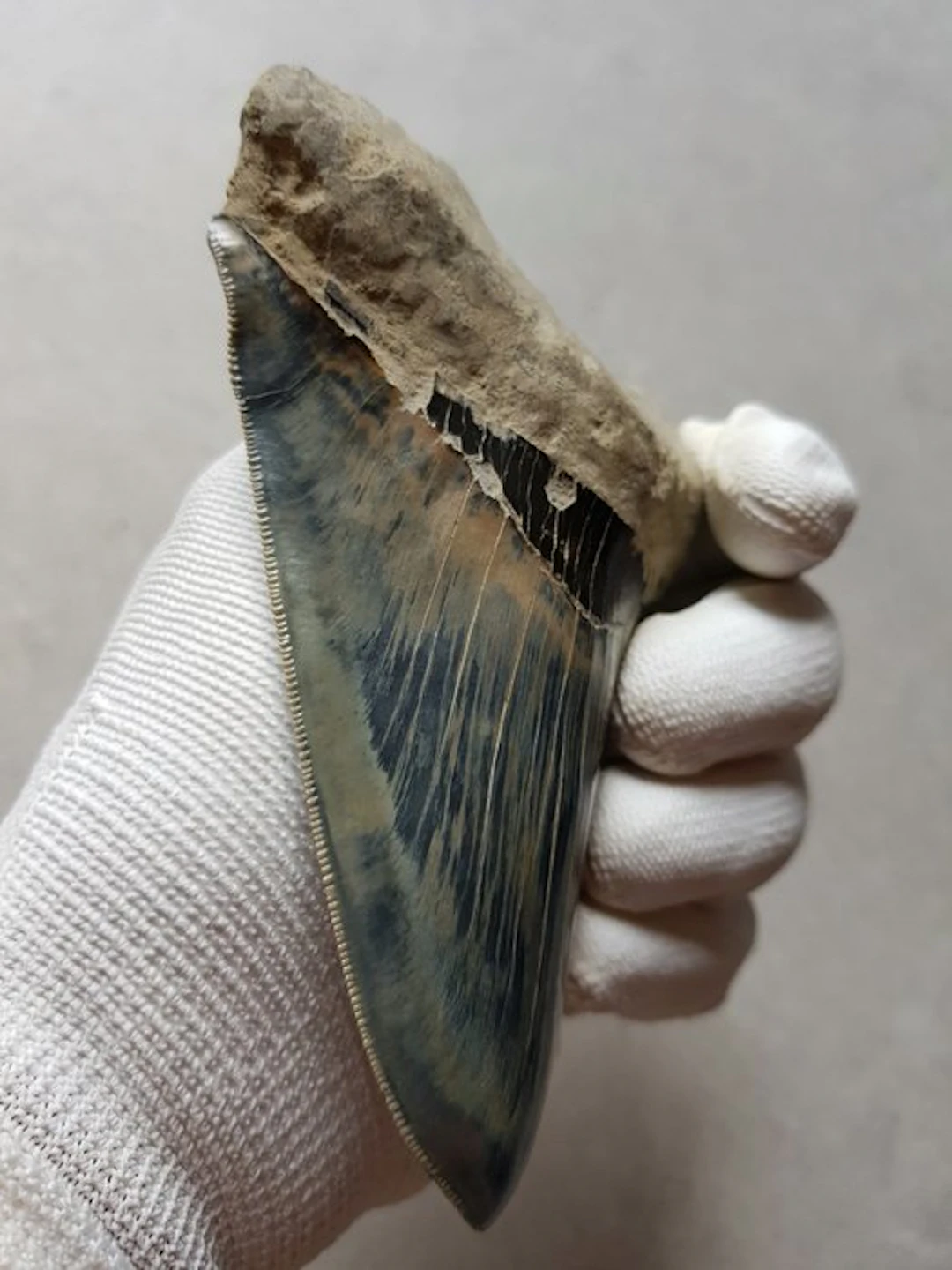 Megalodon - Fossil tooth - 13 cm - 8.8 cm