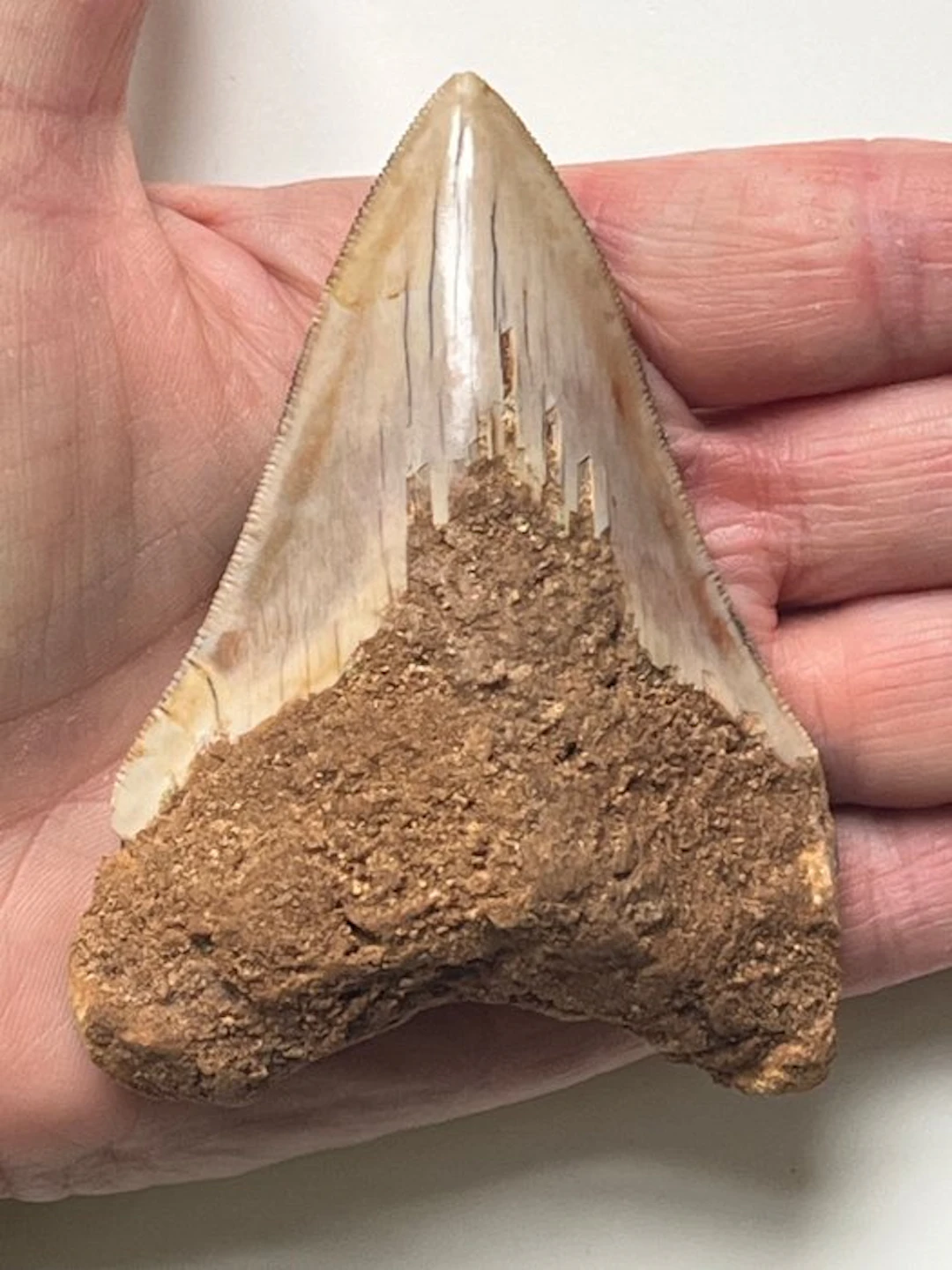 Megalodon tooth 9,3 cm - Fossil tooth - Carcharocles...