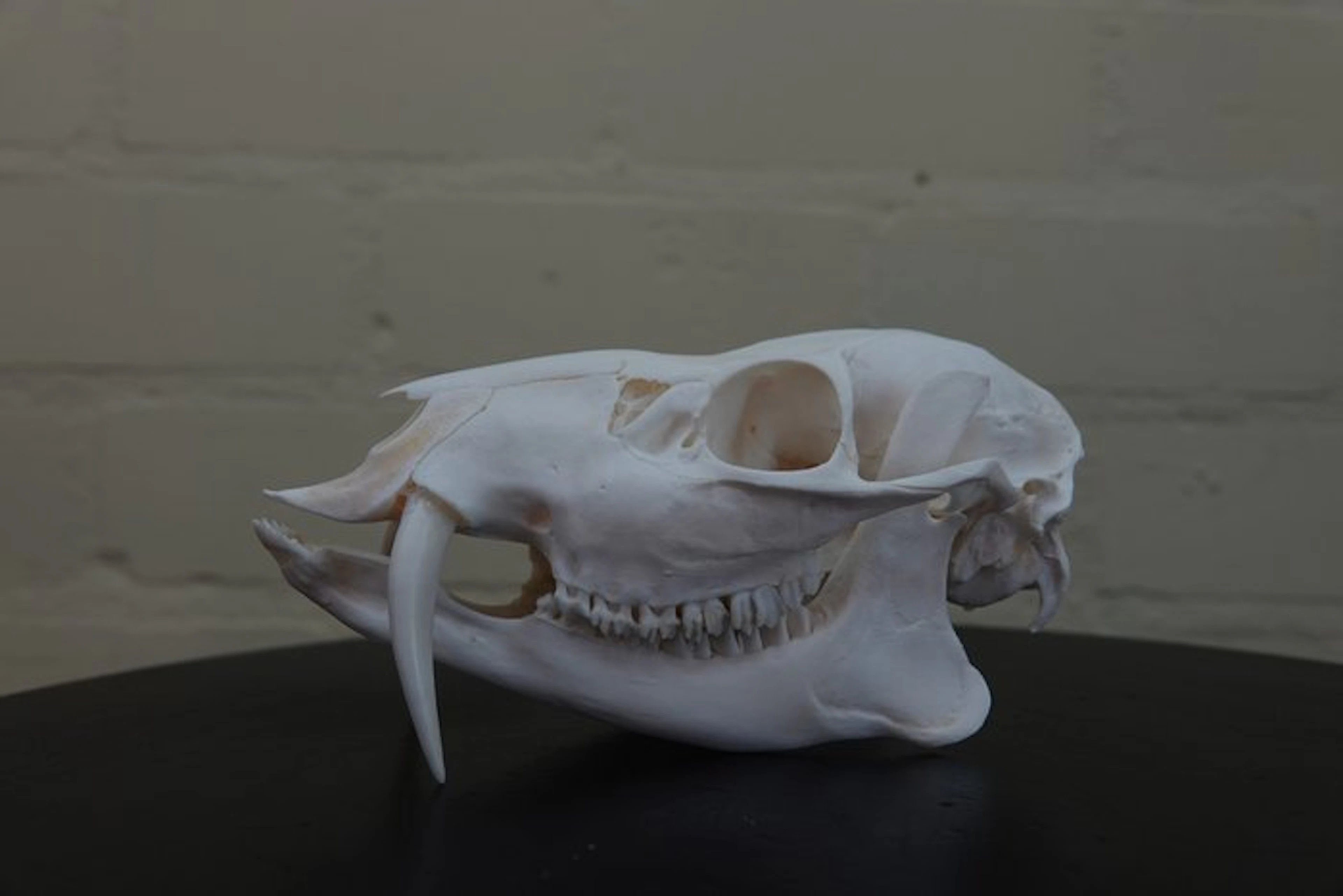 Chinese Water Deer Skull - Hydropotes inermis - 7 cm - 8 cm - 16.5 cm - (1)