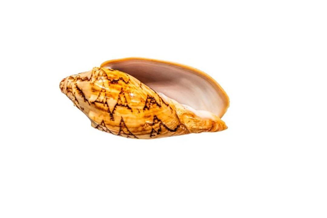 Majestic Elegance: The Cymbiola vespertilio in Impressive...