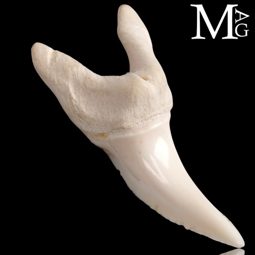 Genuine Isurus Oxyrinchus Mako Shark Tooth - Exceptional...