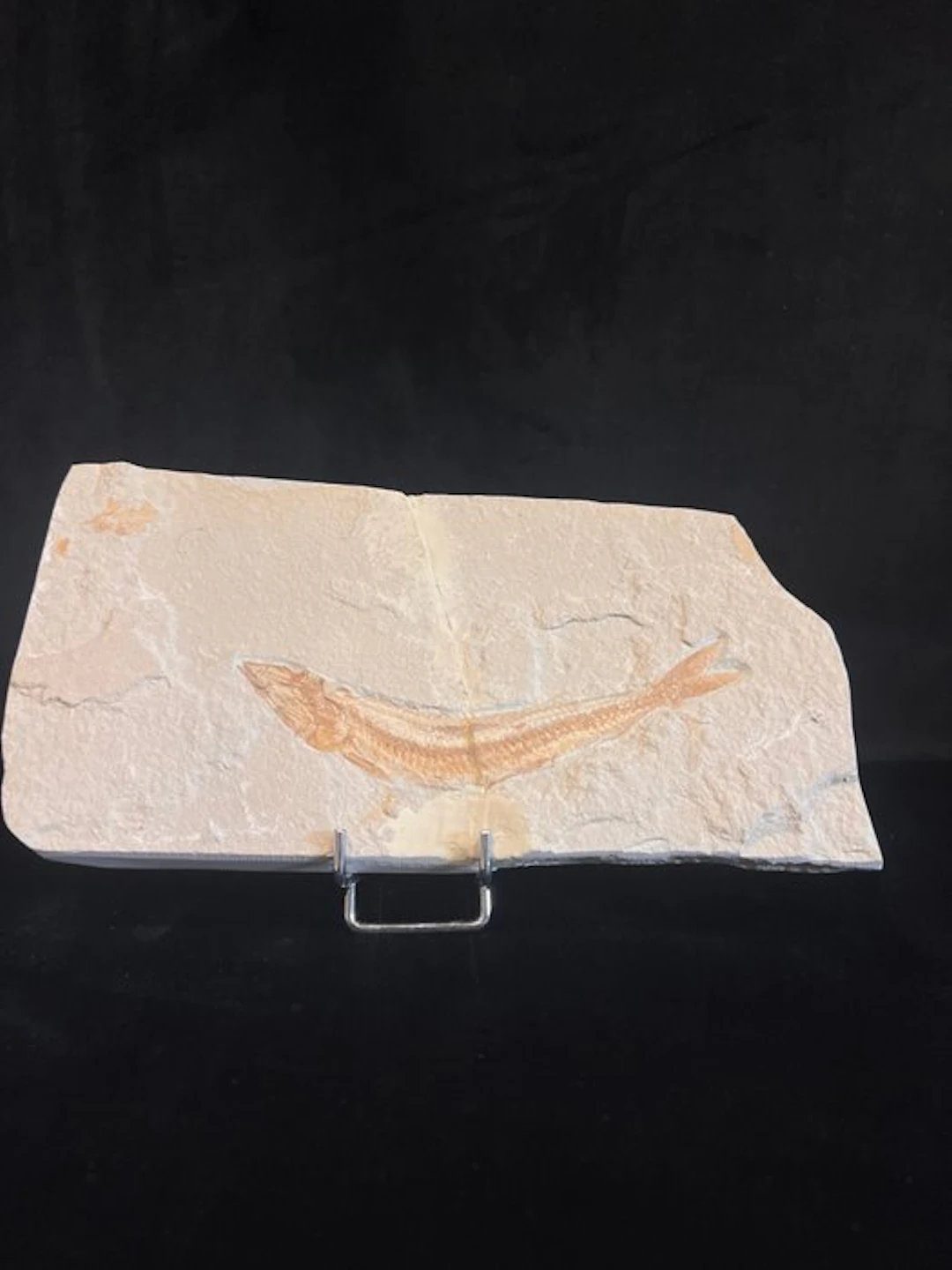 fossil fish - Fossil skeleton - Prionolepsis - 11 cm - 22 cm