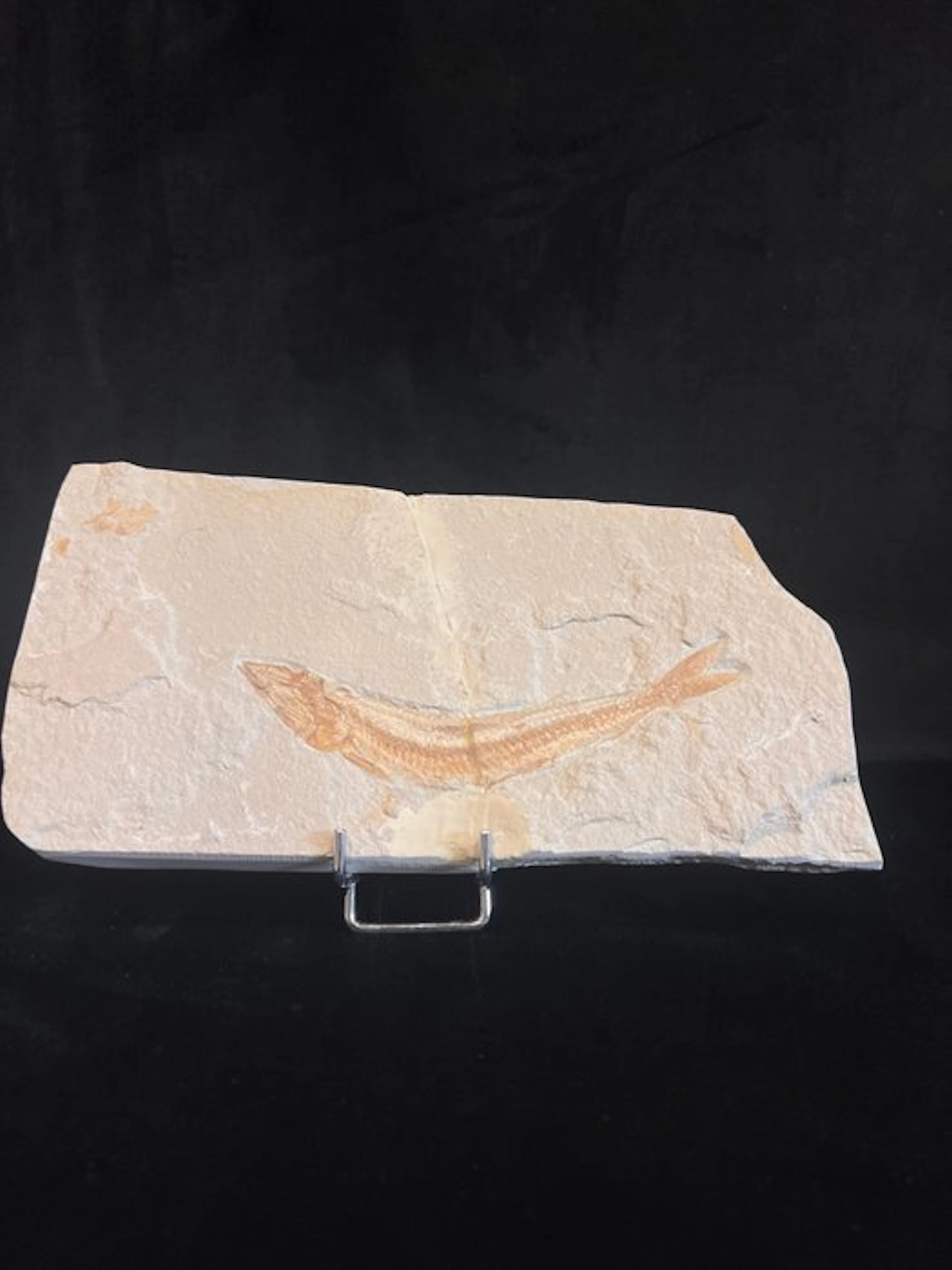 fossil fish - Fossil skeleton - Prionolepsis - 11 cm - 22 cm