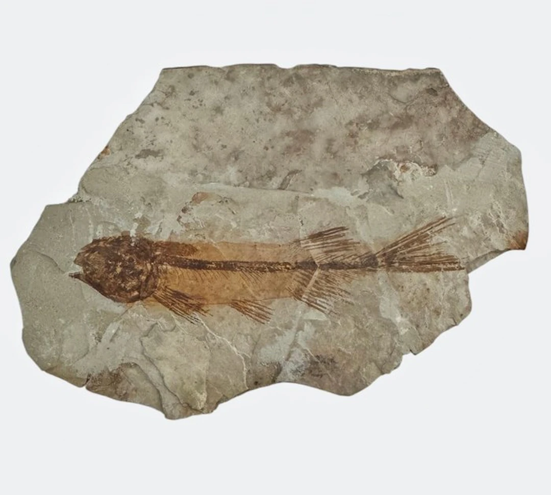 Fish - Fossilised animal - Fossil Fish from China (Lycoptera sp.) – Cretaceous