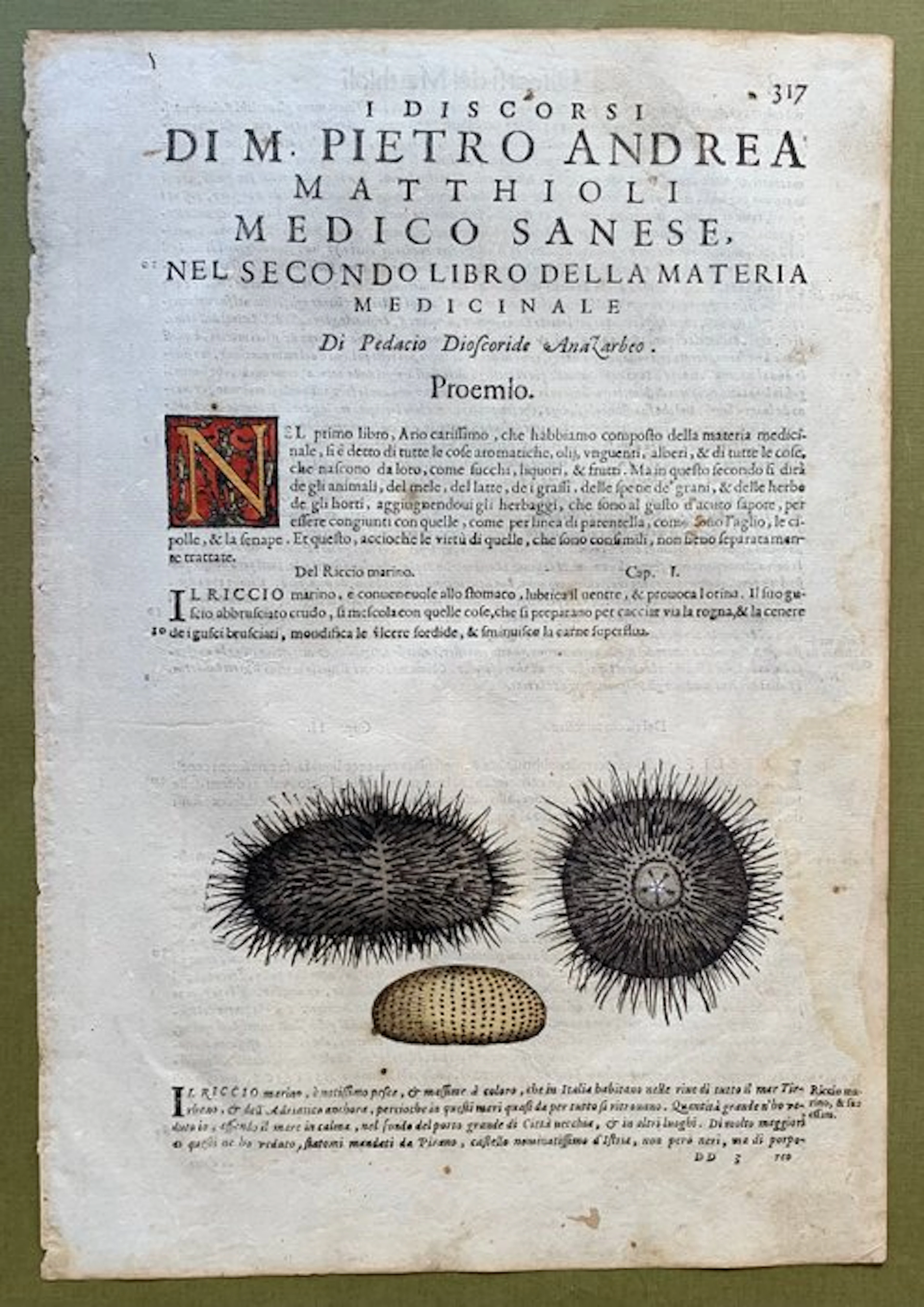 Riccio di mare - 1604