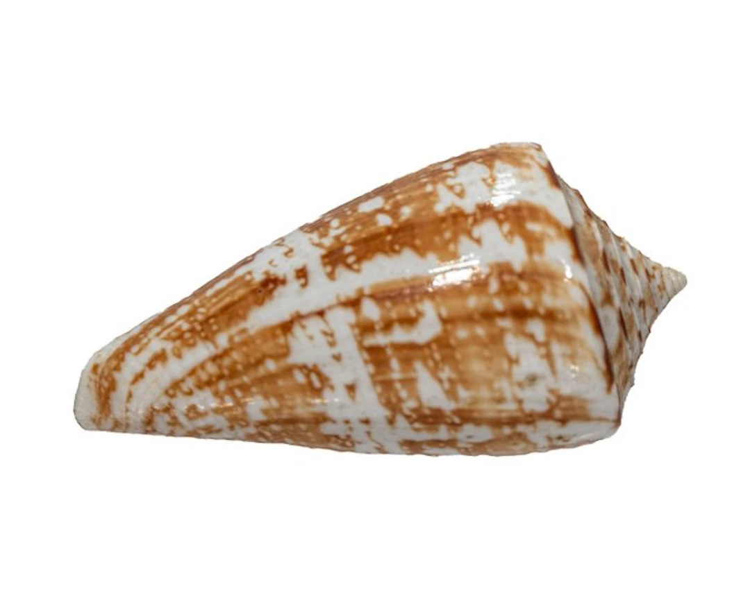 Sea snail┼ GEM ┼ Skeleton - Conus amadis - der Nachtjäger...