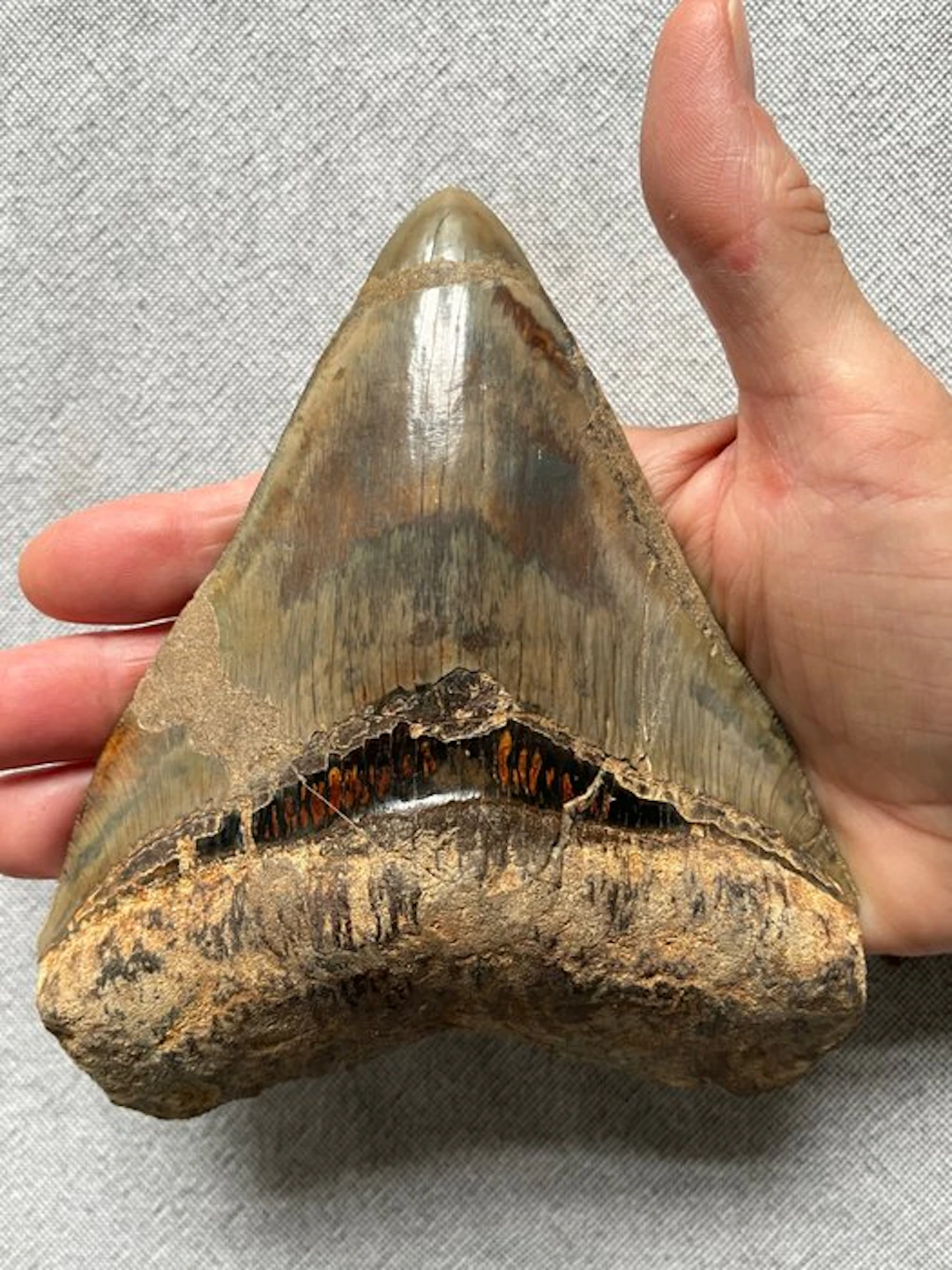 Huge Megalodon tooth 14,6 cm - Fossil tooth - Carcharocles megalodon