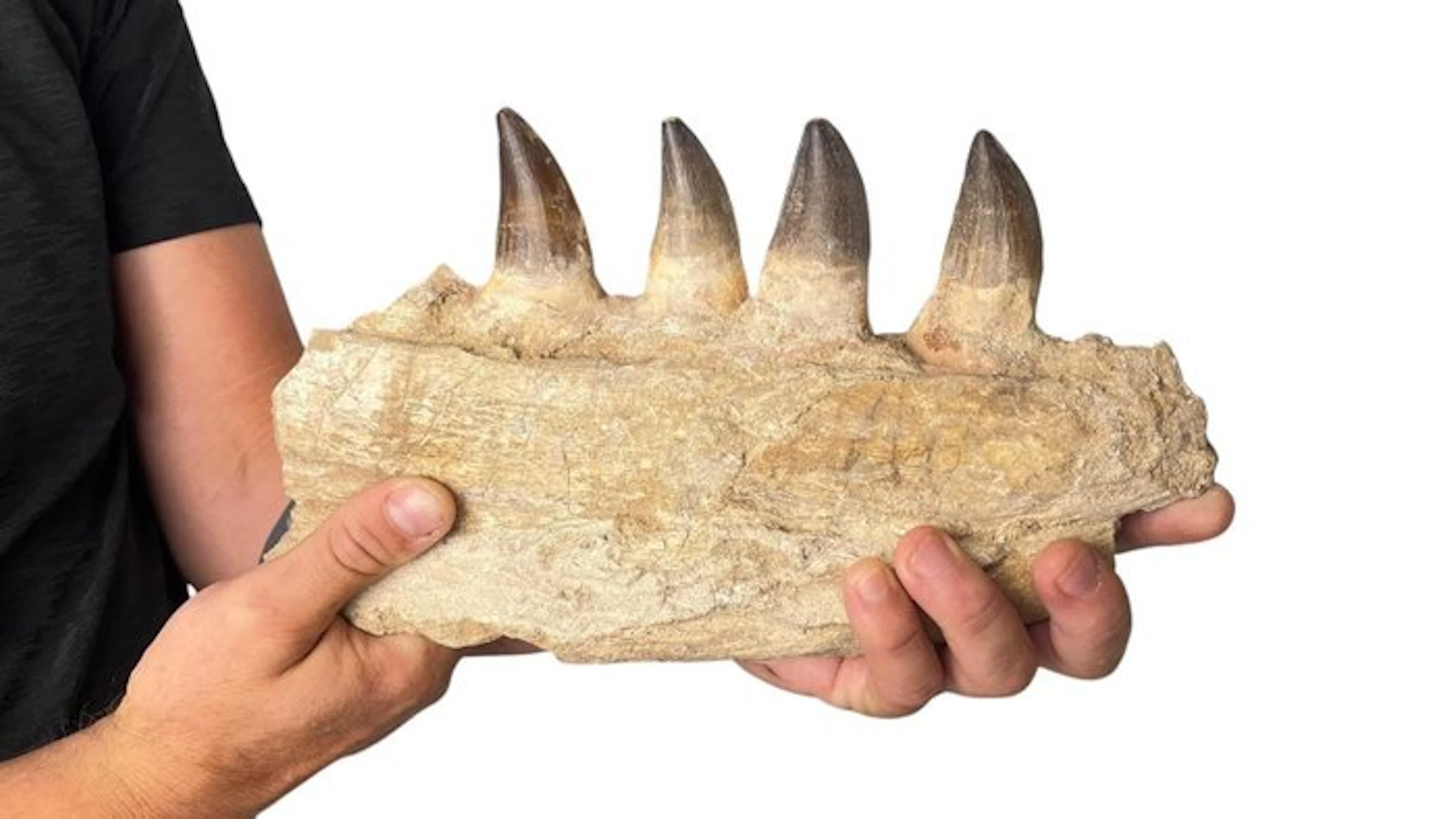 Mosasaur - Fossilised jaw - 16 cm - 7 cm