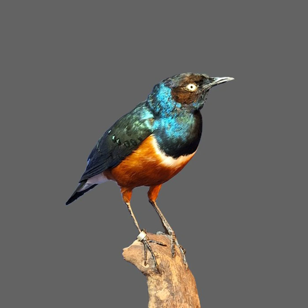 Tri-Color Gloss Star Taxidermy full body mount...