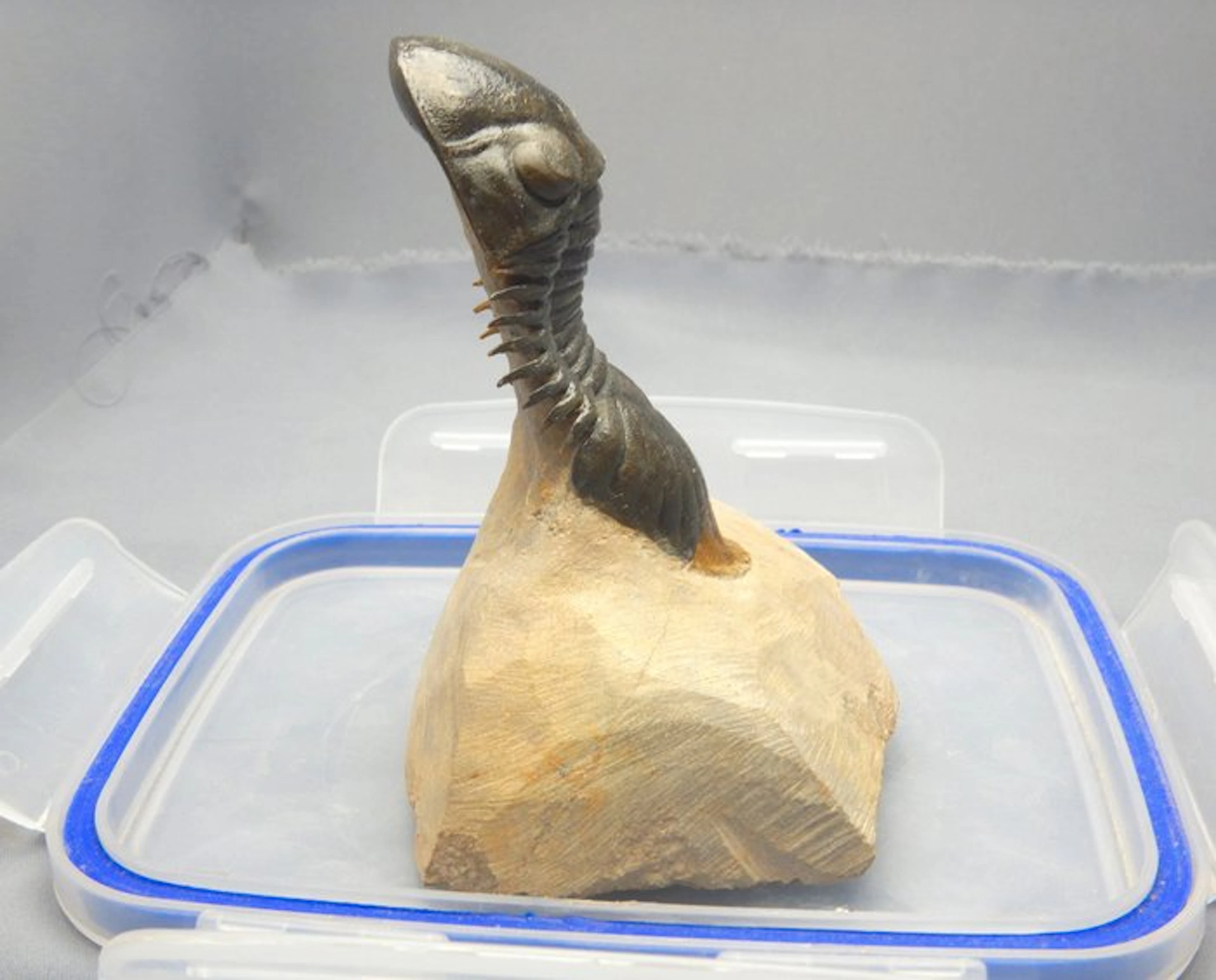 Trilobite - Fossilised animal - Paralejurus sp. - 14 cm - 10 cm