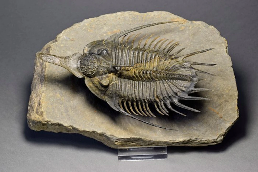 Spiny Trilobite - Fossilised animal - Psychopyge cf. termierorum - 13.5 cm