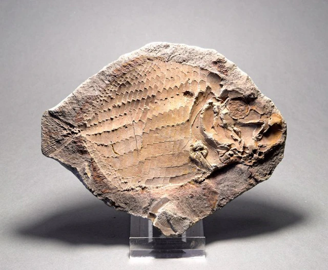 Fish - Fossilised animal - Bobasatrania mahavavica - 13.1 cm