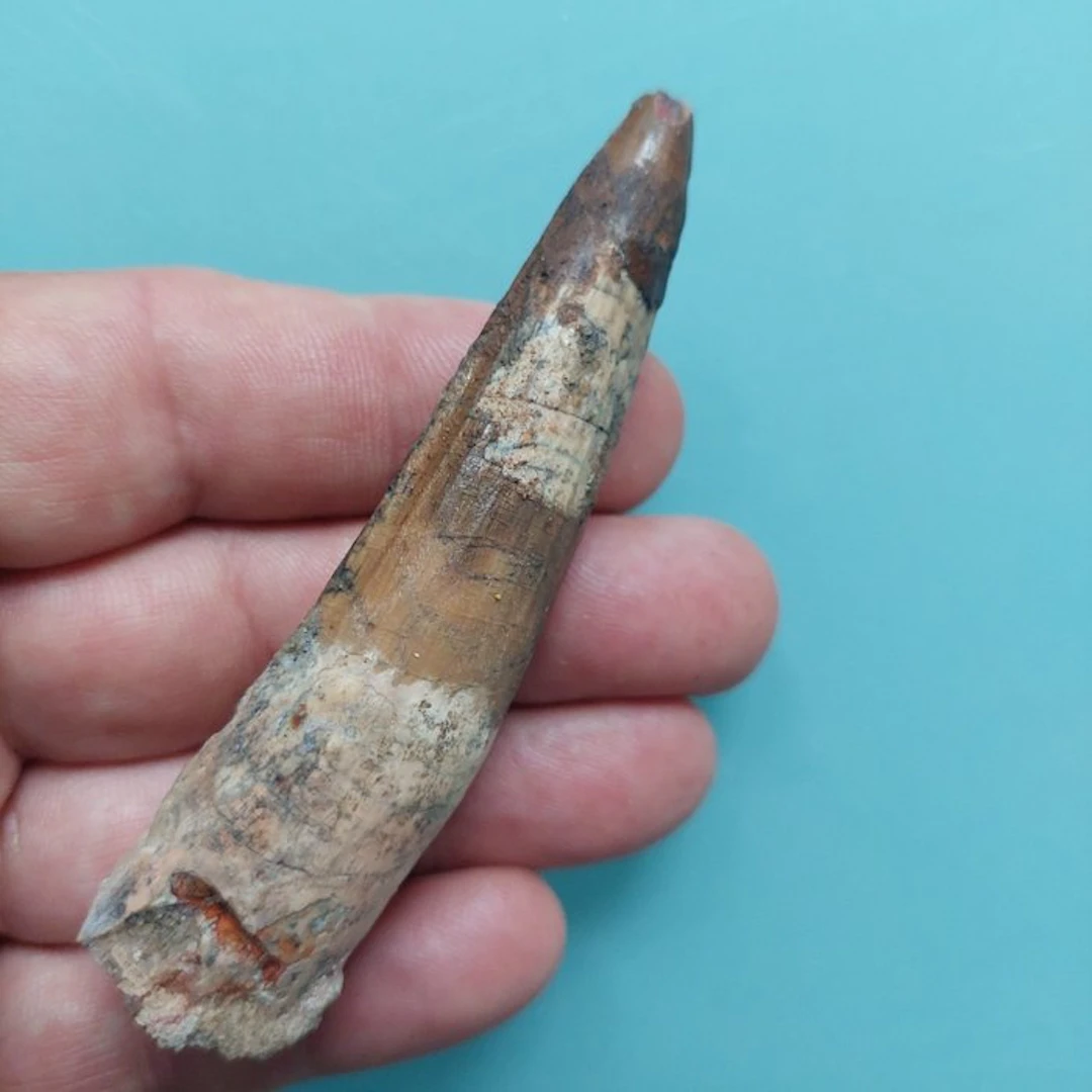 Spinosaur - Fossil tooth - 95 mm - 25 mm