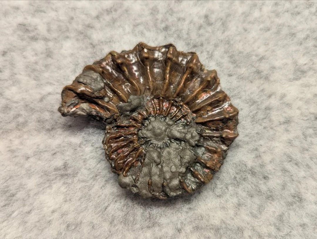 Ammonite - Fossilised animal - Pleuroceras cf. solare (No reserve price)