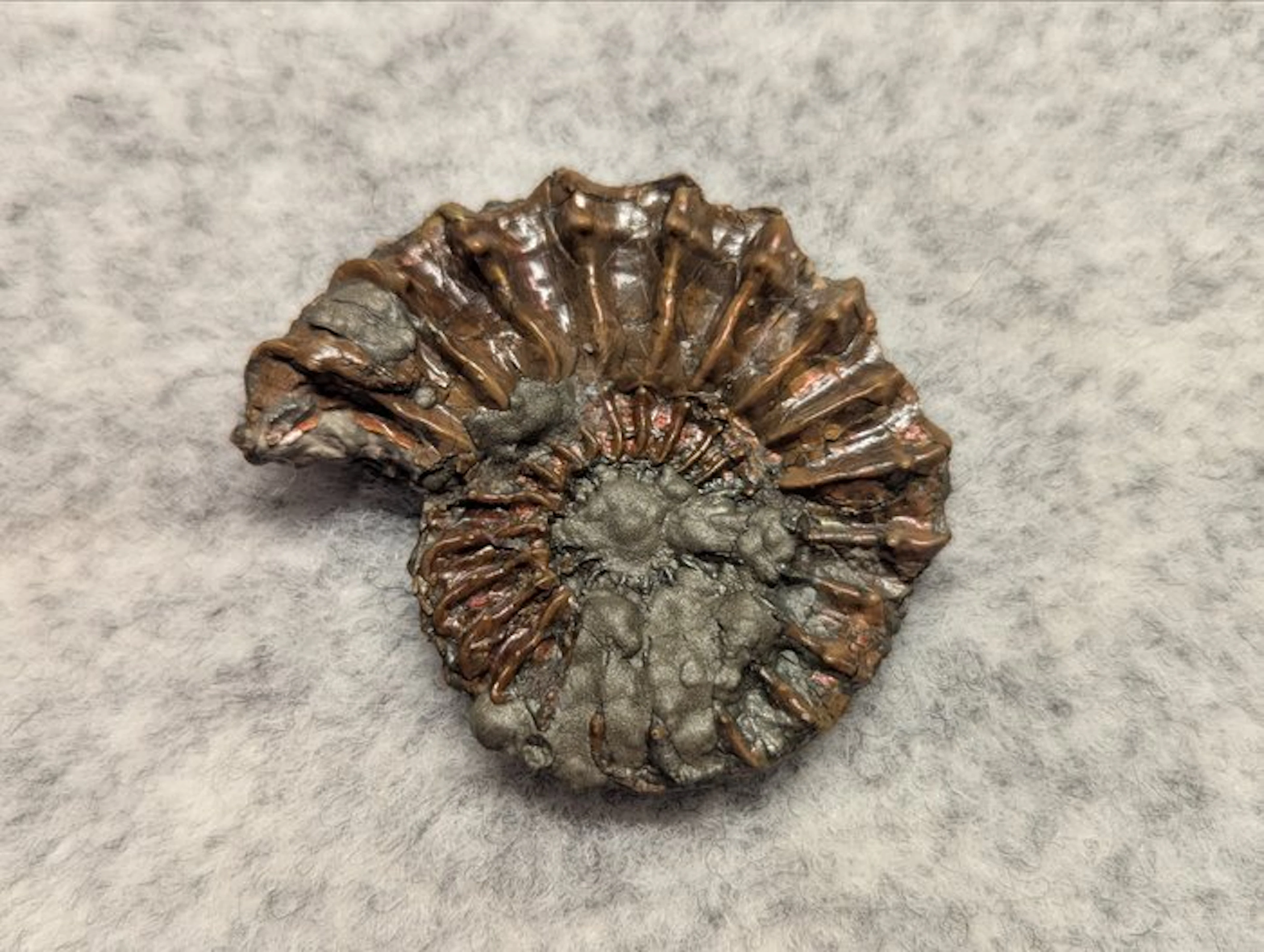 Ammonite - Fossilised animal - Pleuroceras cf. solare (No reserve price)