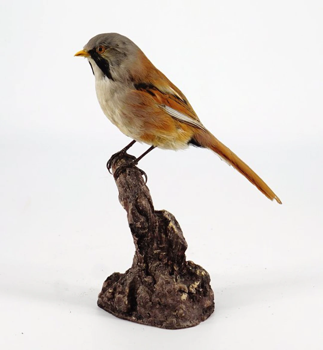 Bearded reedling Taxidermy full body mount - Panurus...