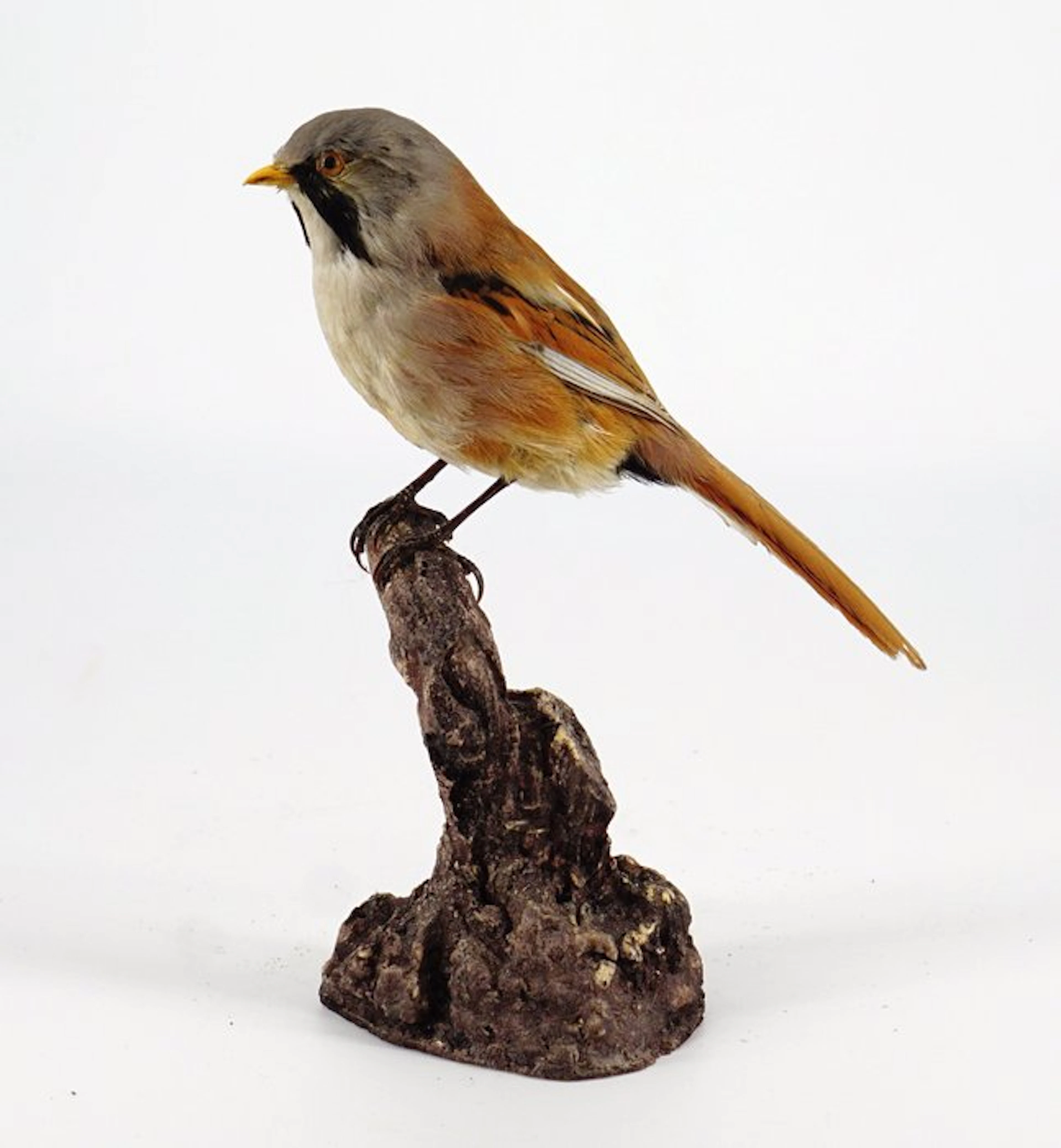 Bearded reedling Taxidermy full body mount - Panurus...