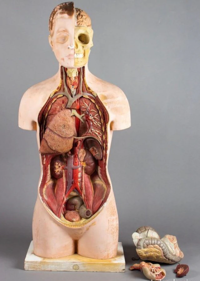 Anatomical model (7) - Plaster