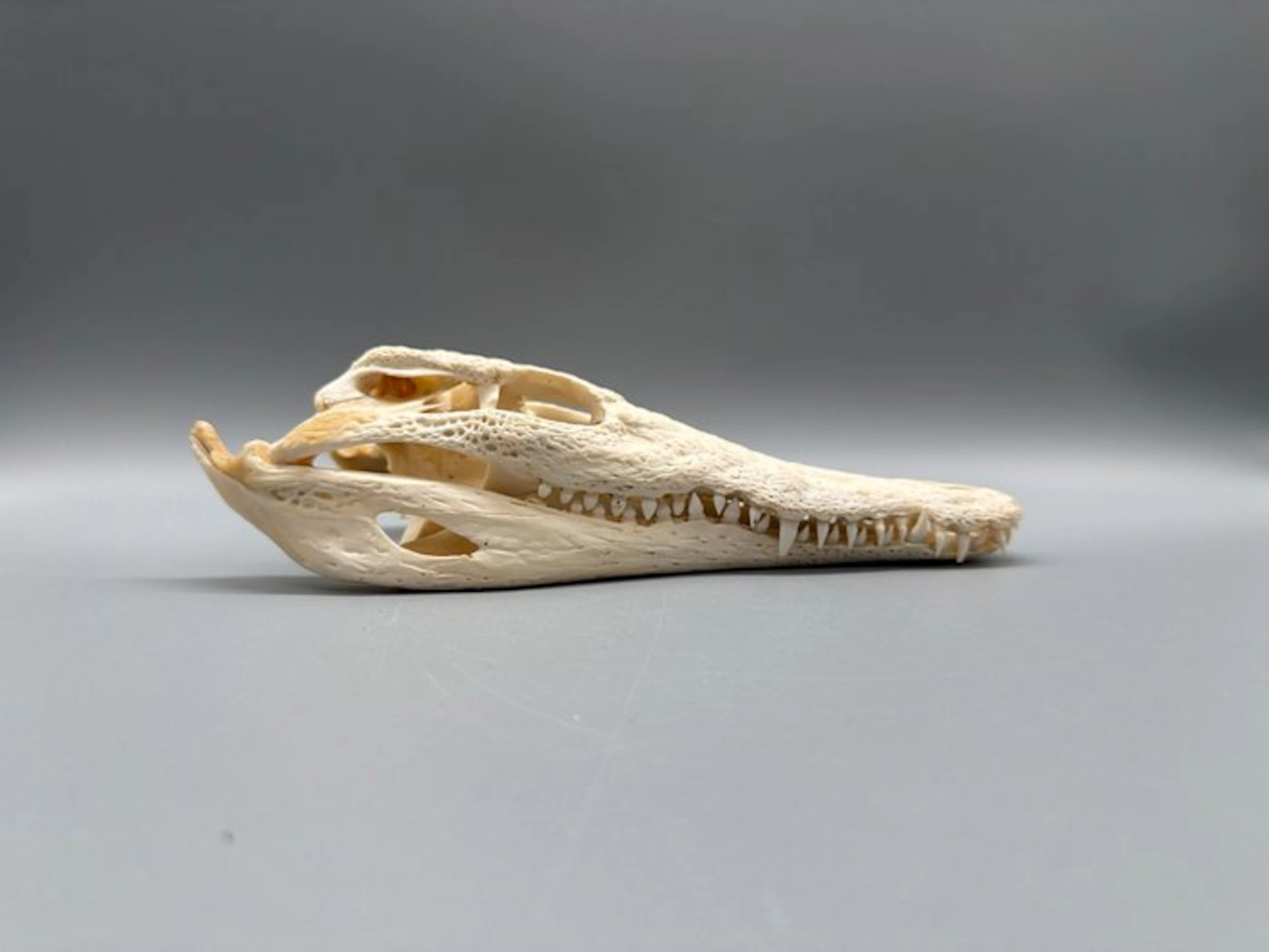 Nile Crocodile Skull - Crocodylus niloticus - 6 cm - 10...
