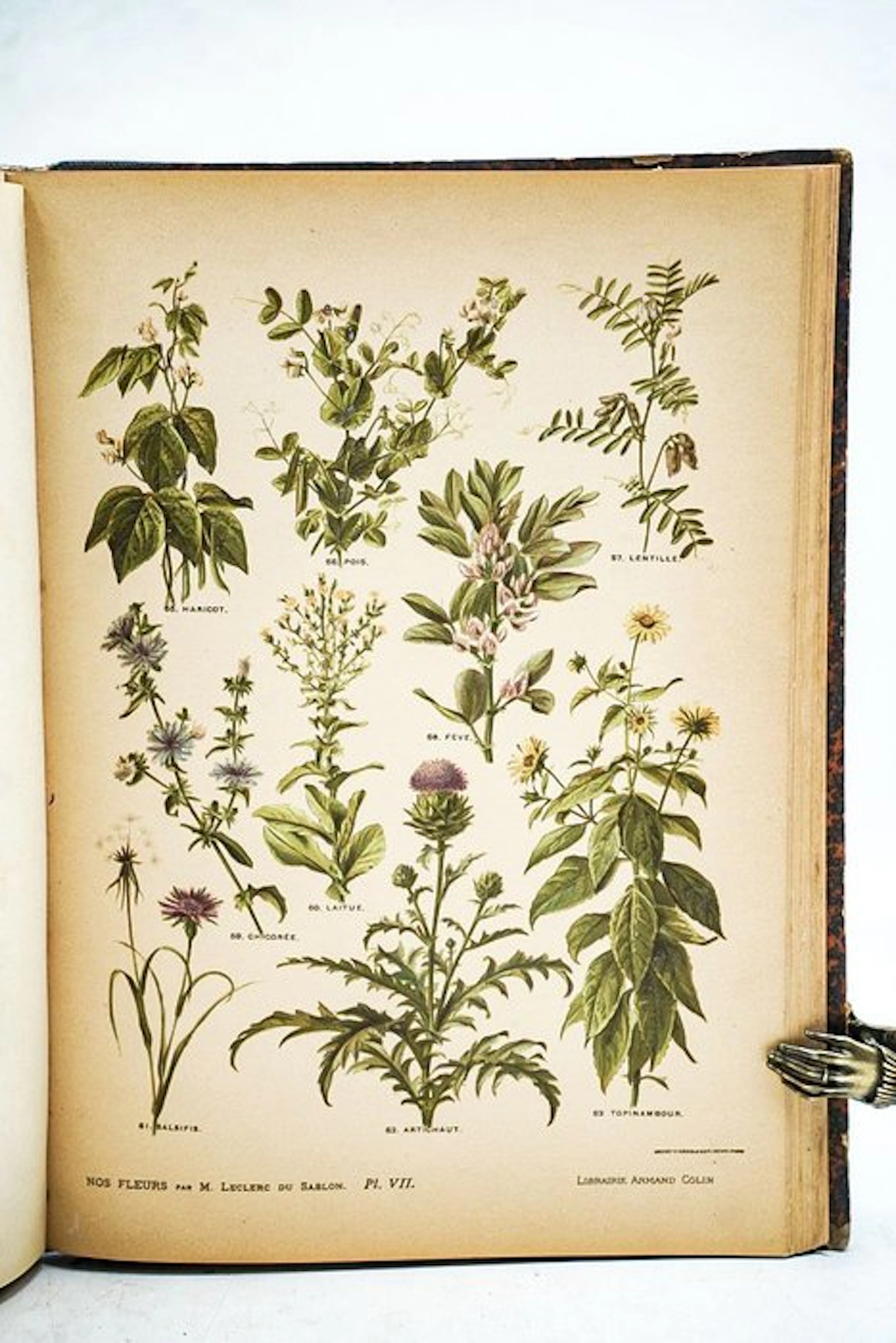 Leclerc du Sablon / A. Millot - Nos fleurs, plantes utiles et nuisibles - 1906