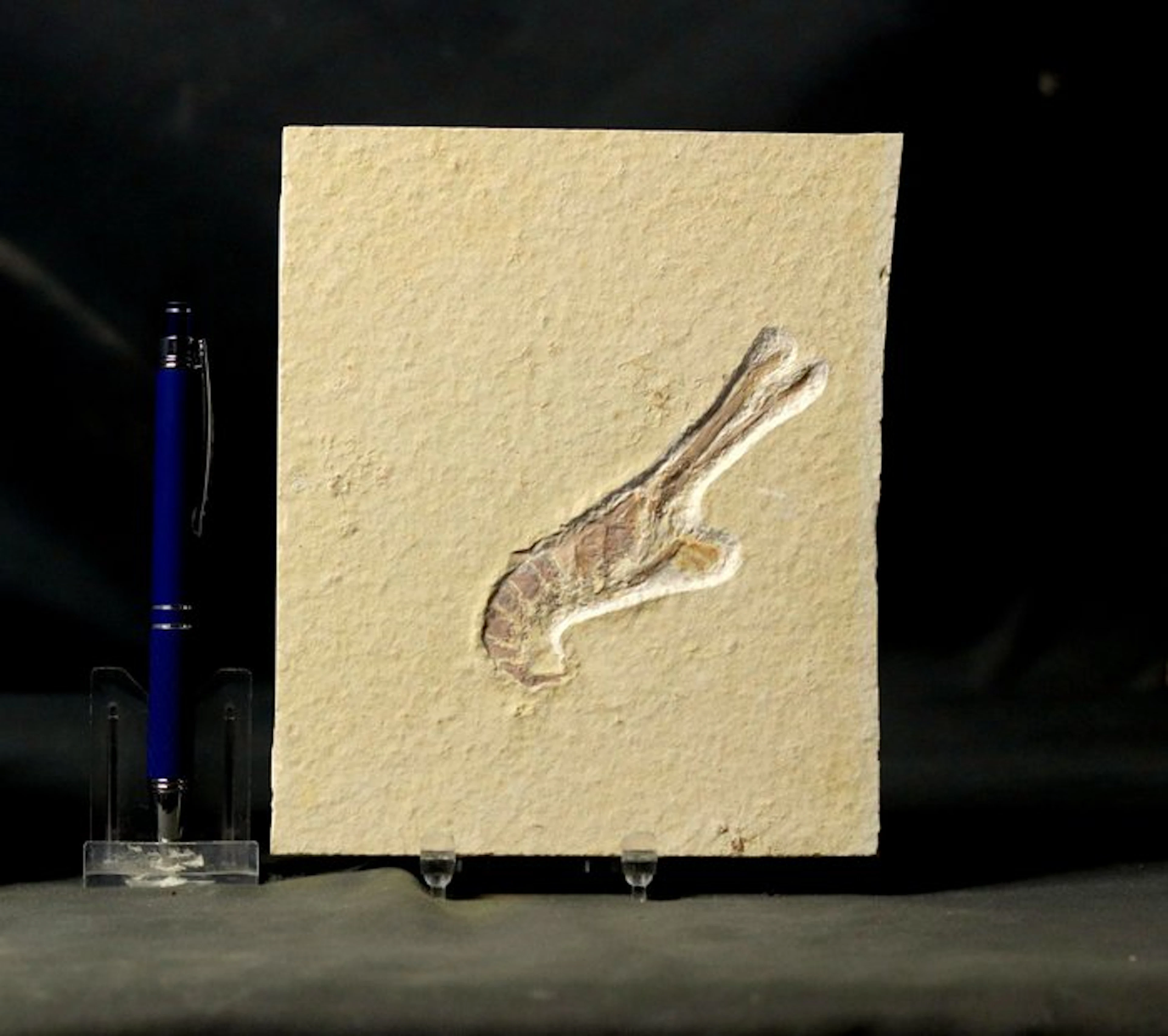 Nice Fossil Crustacean - - Fossilised animal - Mecochirus...