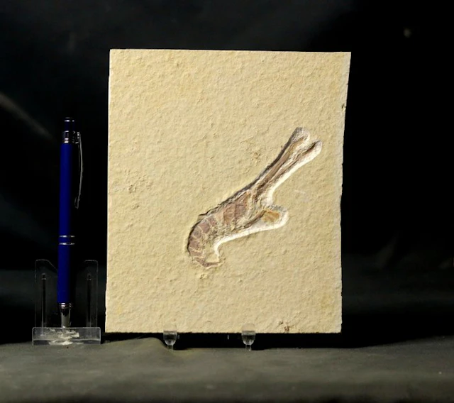 Nice Fossil Crustacean - - Fossilised animal - Mecochirus...