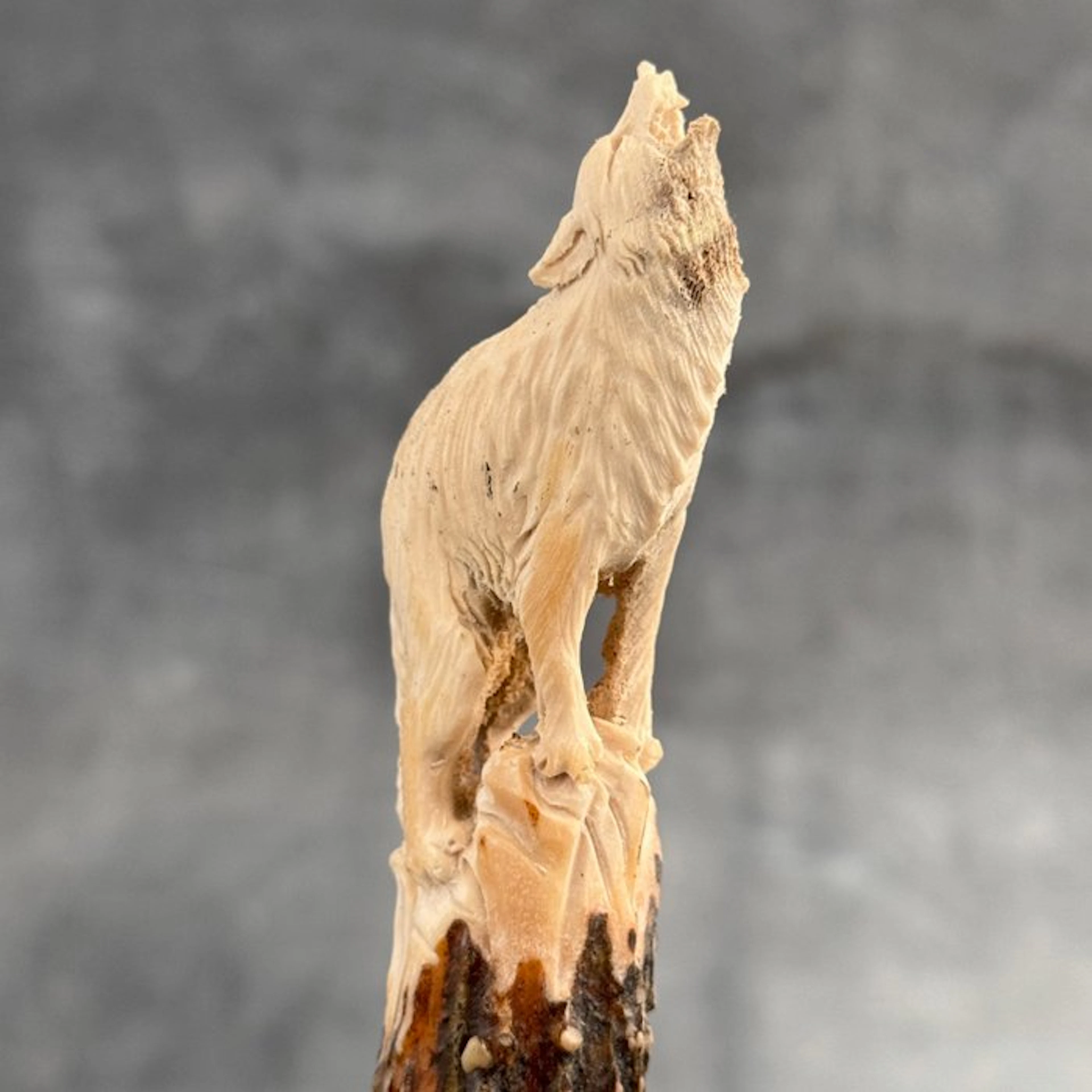 Carving, NO RESERVE PRICE - A Wolf Carving from a Deer...