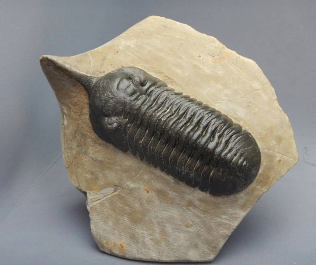 Trilobite - Fossil skeleton - Morocconites Malladoides - 10 cm - 1 cm