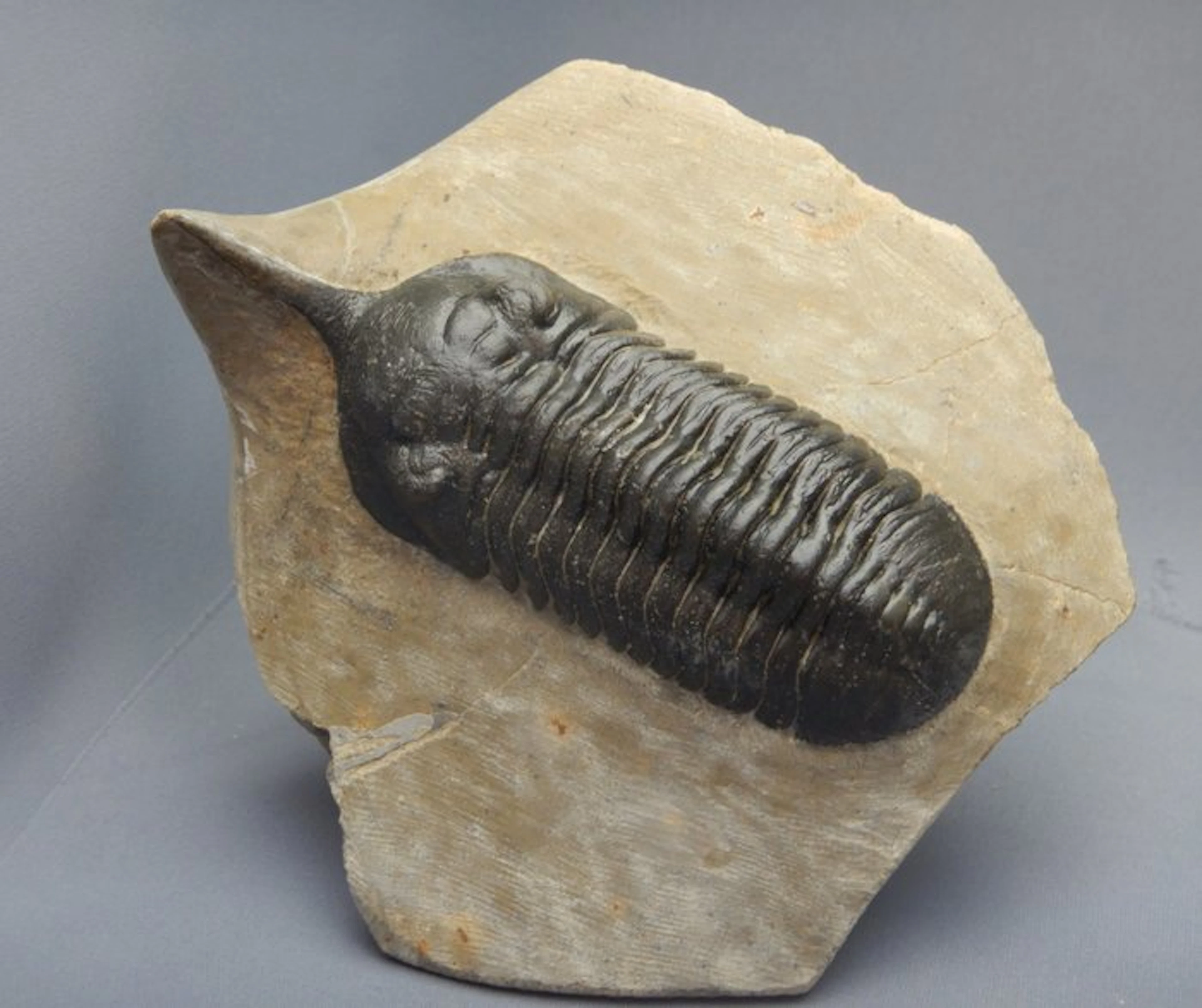 Trilobite - Fossil skeleton - Morocconites Malladoides - 10 cm - 1 cm