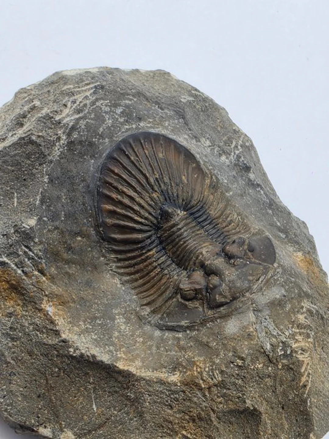 Trilobite - Fossilised animal - Platyscutellum sp