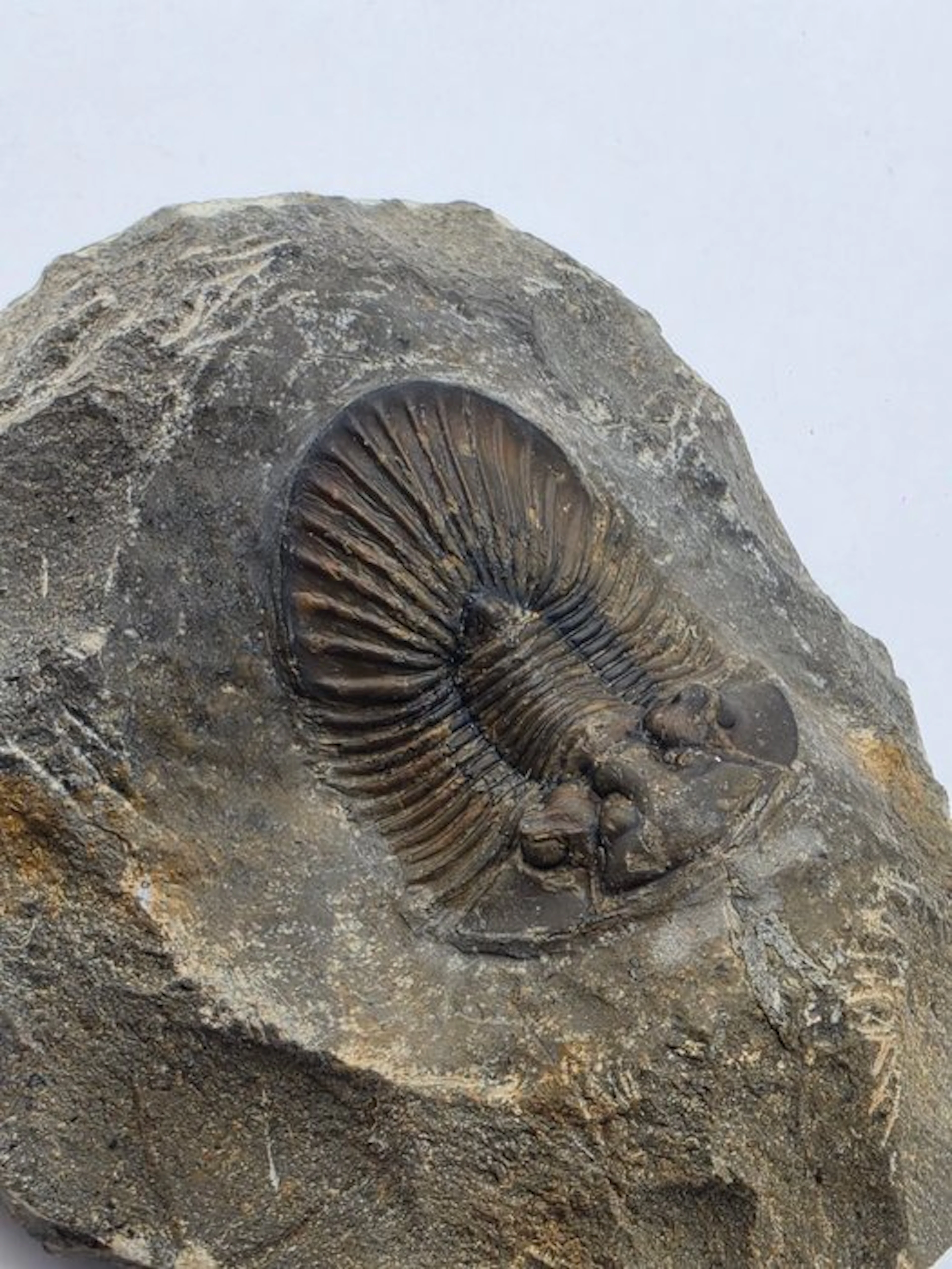 Trilobite - Fossilised animal - Platyscutellum sp