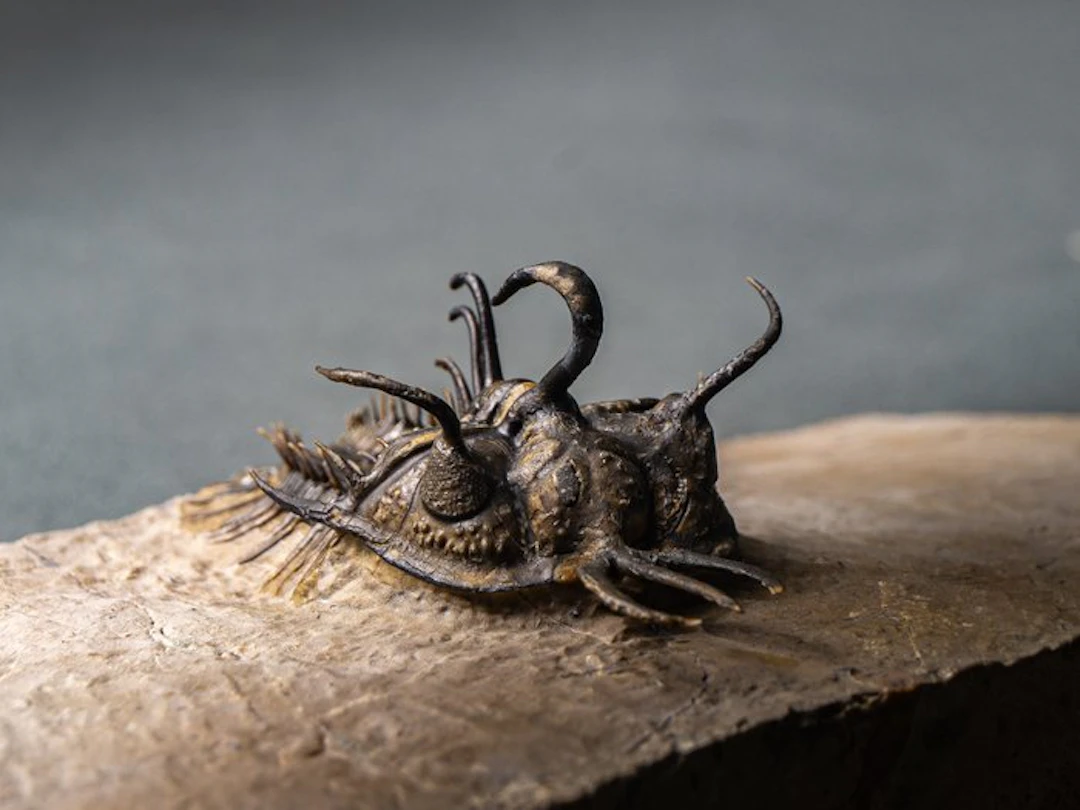 Spiny Trilobite - Fossilised animal - Walliserops hammi de museo
