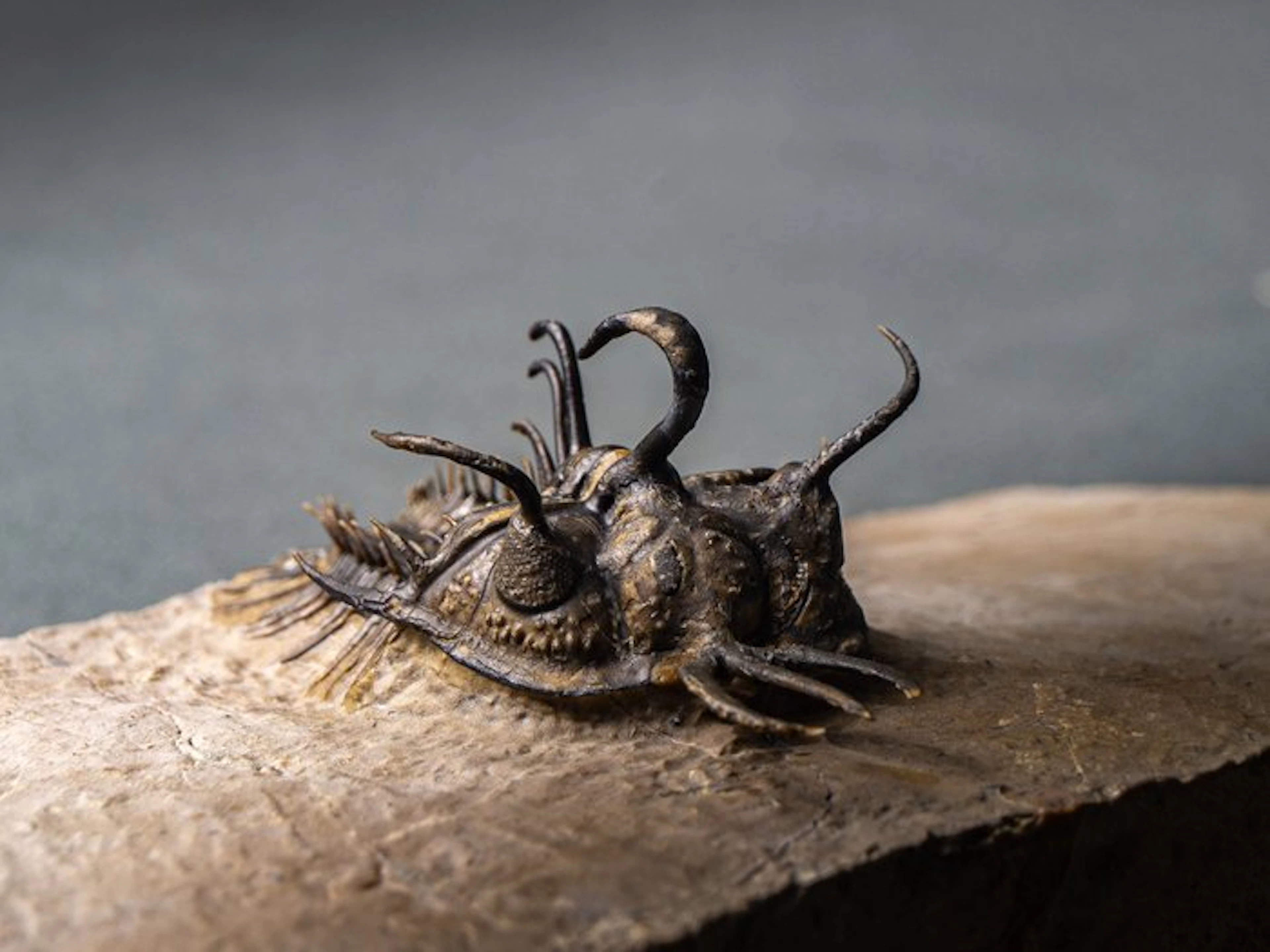 Spiny Trilobite - Fossilised animal - Walliserops hammi de museo