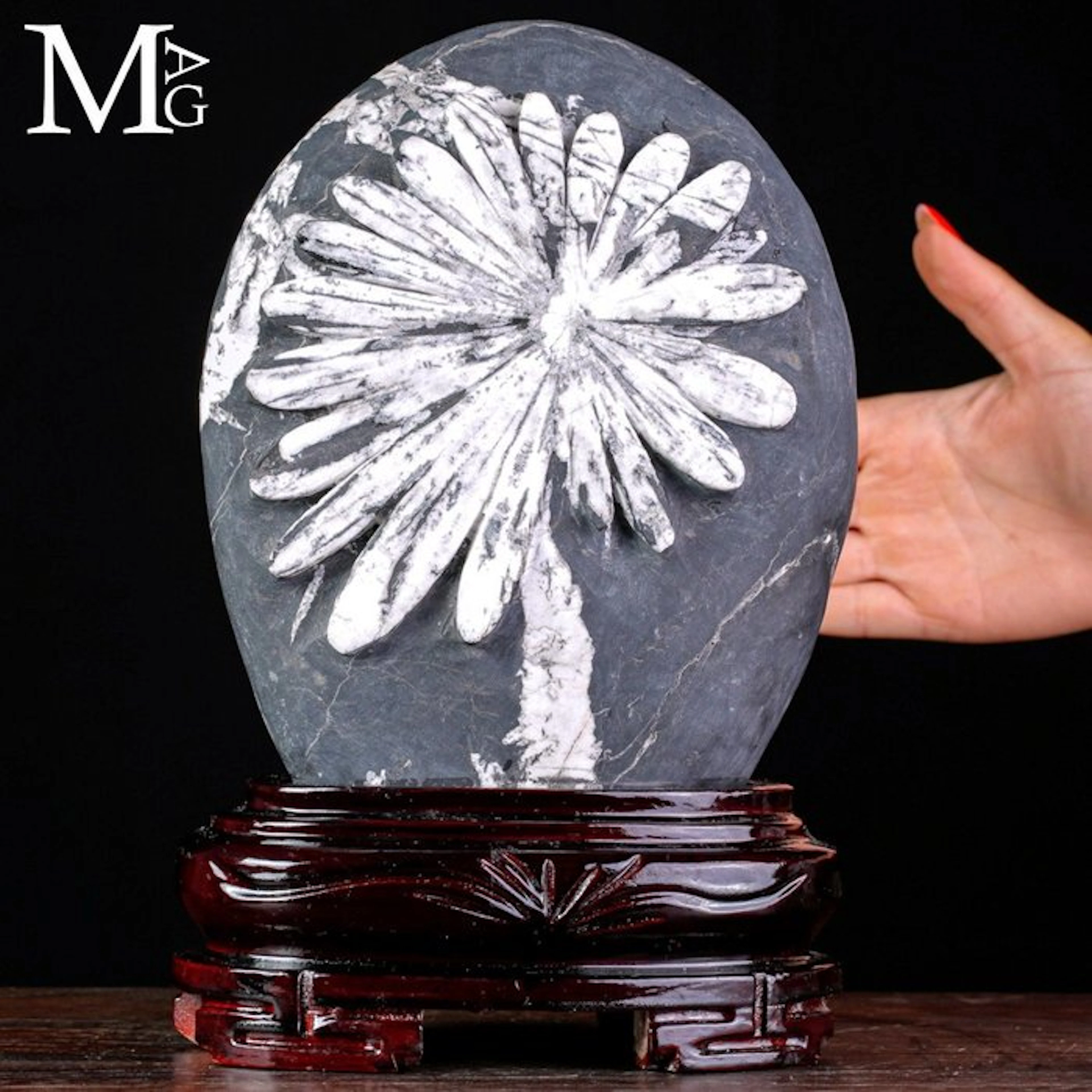 Striking White Celestine Crystal Flower on a Dark Gray...
