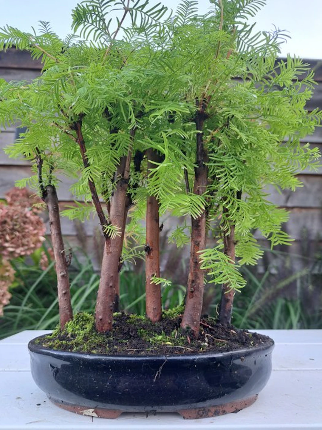 Metasequoia grove in a bonsai pot - Height (Tree): 28 cm...