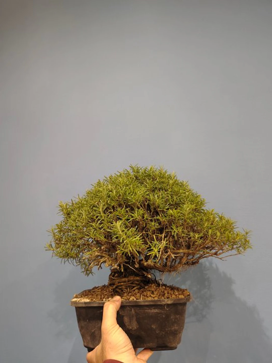 Rosemary Bonsai - Height (Tree): 25 cm - Depth (Tree): 22 cm - Italy