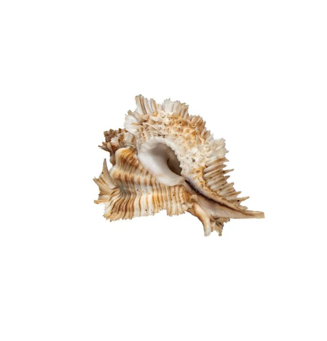 Exclusive collector's spiny snail: Chicoreus miyokoae (55 mm