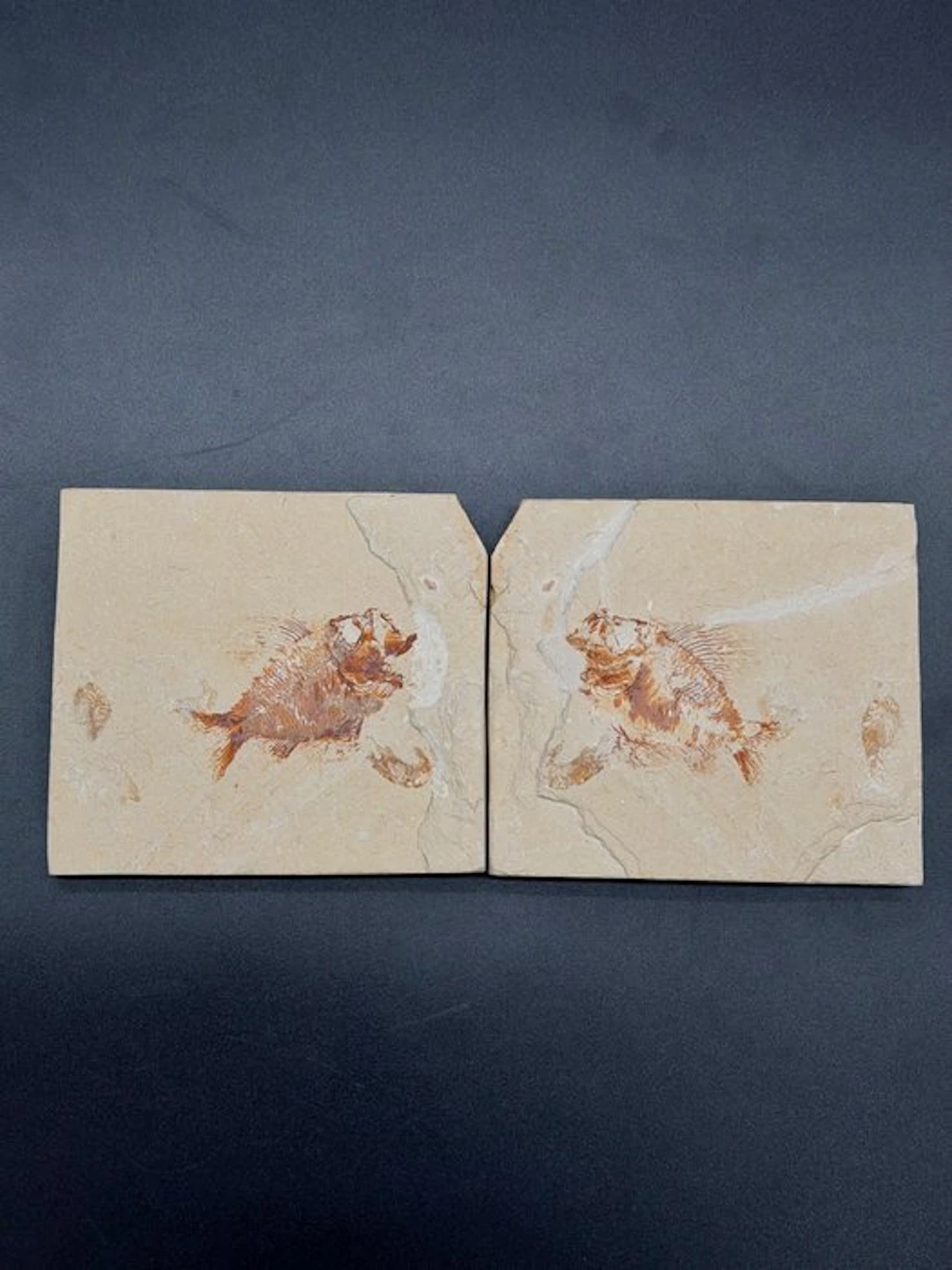 Fish - Fossilised articulated skeleton - Ctenothrissa signifer - 14 cm