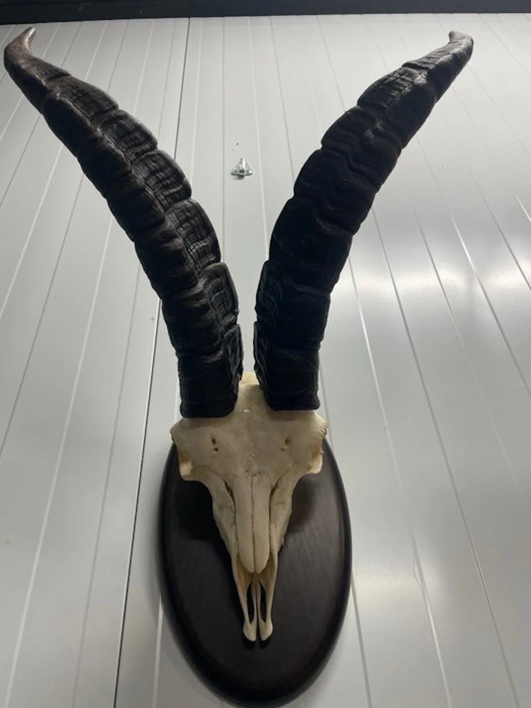 Hunting trophy
