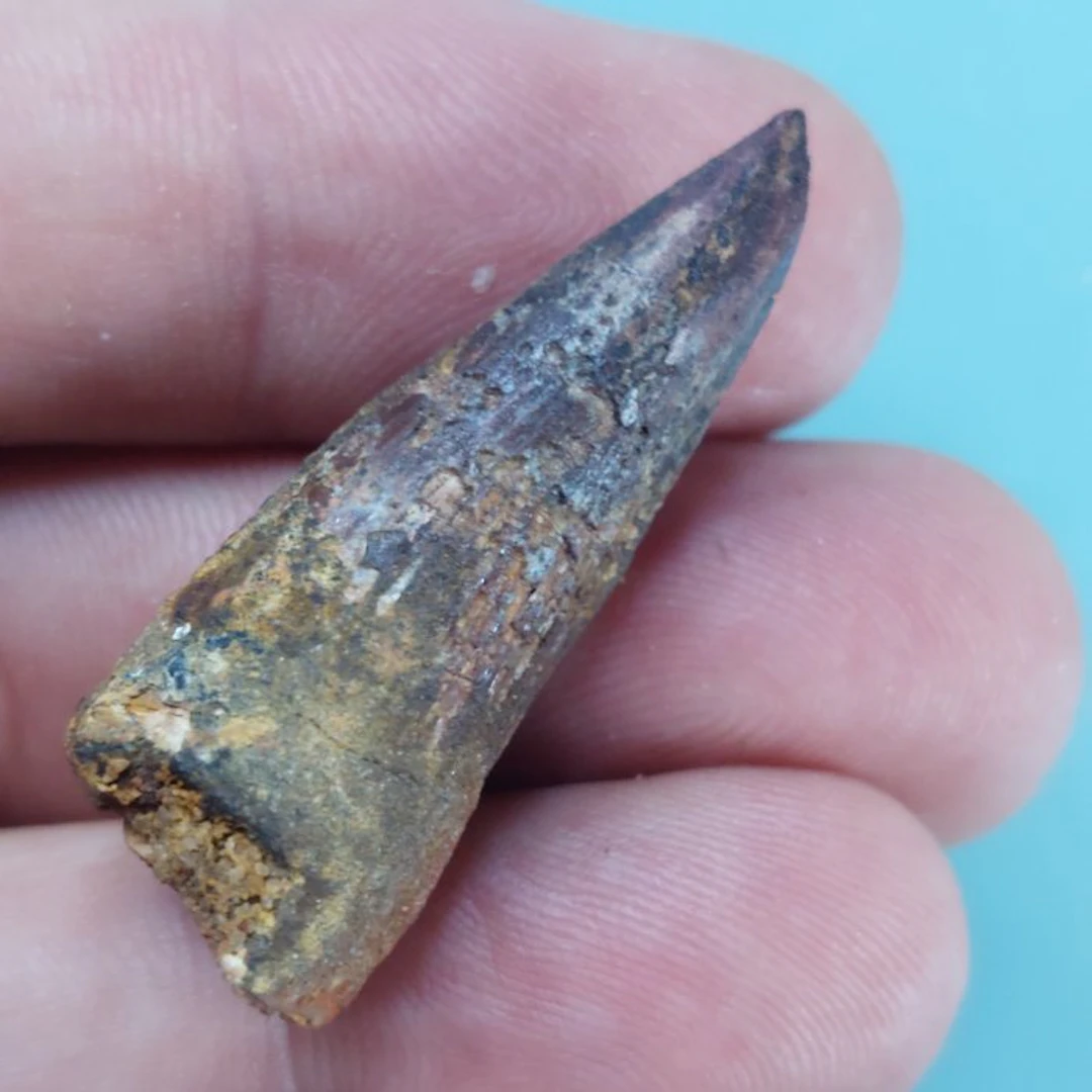 Spinosaur - Fossil tooth - 42 mm - 15 mm (No reserve price)