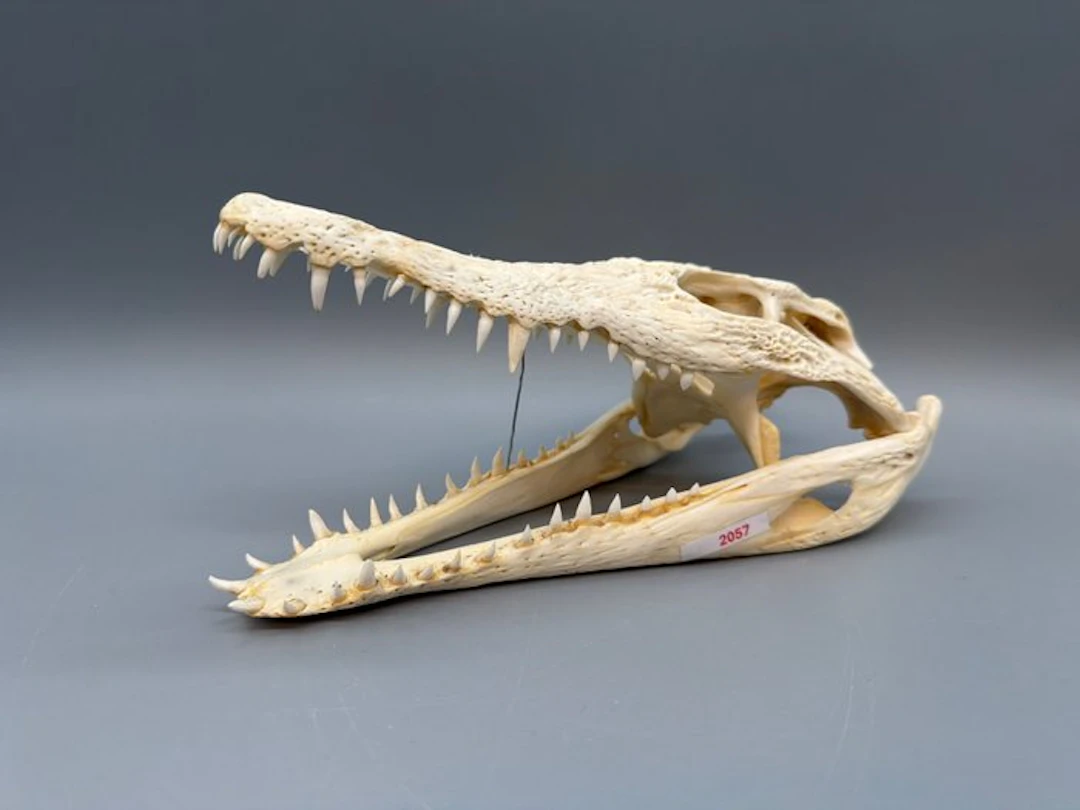 Nile Crocodile Skull - Crocodylus niloticus - 6 cm - 10...