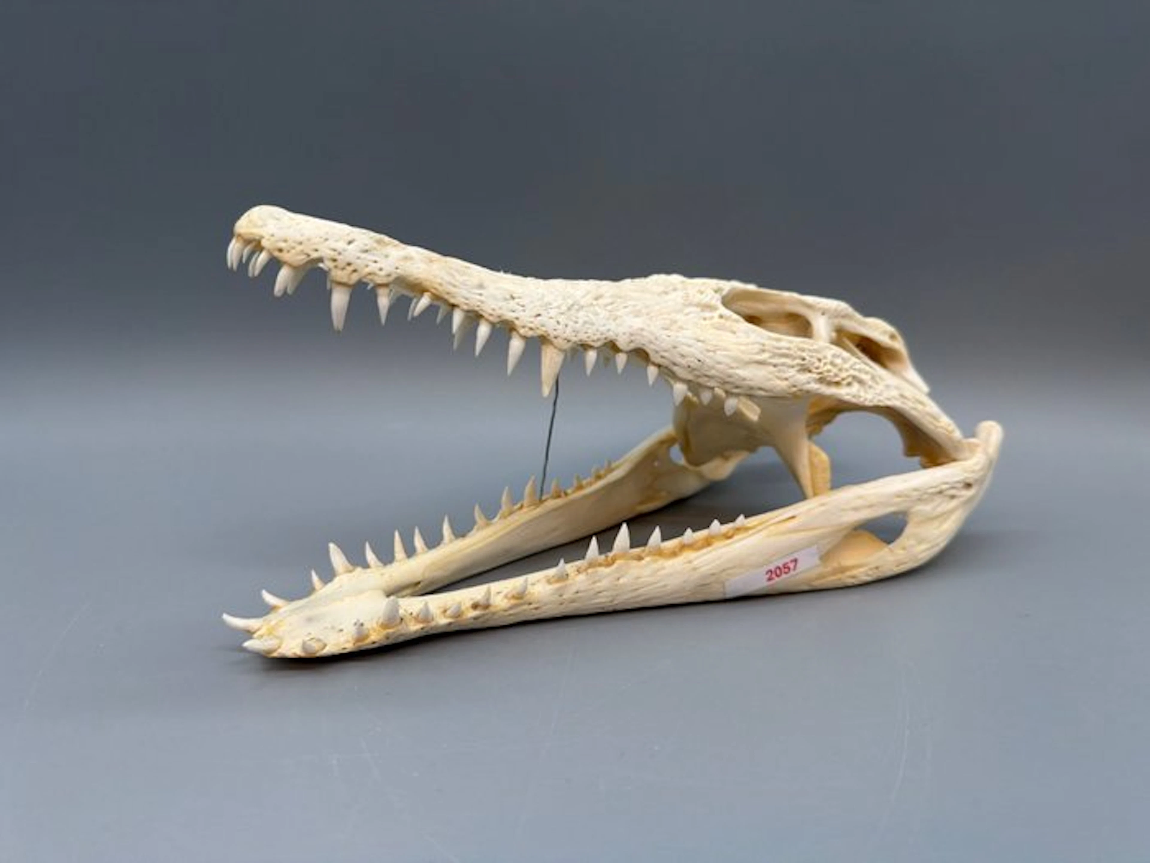 Nile Crocodile Skull - Crocodylus niloticus - 6 cm - 10...