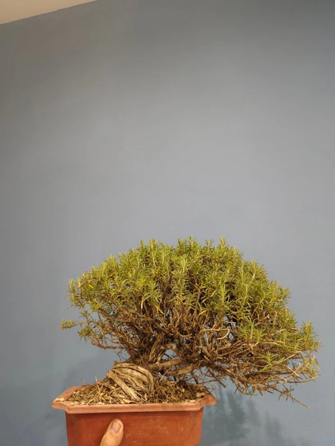 Rosemary Bonsai - Height (Tree): 25 cm - Depth (Tree): 22 cm - Italy