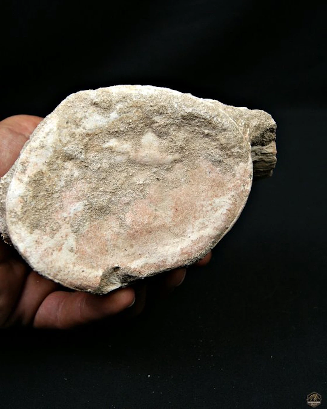 Plesiosaur - Fossil vertebra bone - Vértebra fósil de...