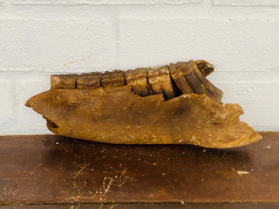 steppe Tarpan - Fossil bone - Equus ferus ( wild paard )...