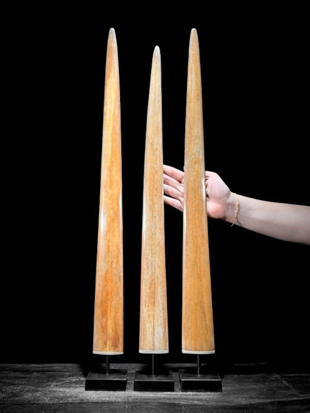 NO RESERVE PRICE - Stunning triple set of Swordfish Tusks...