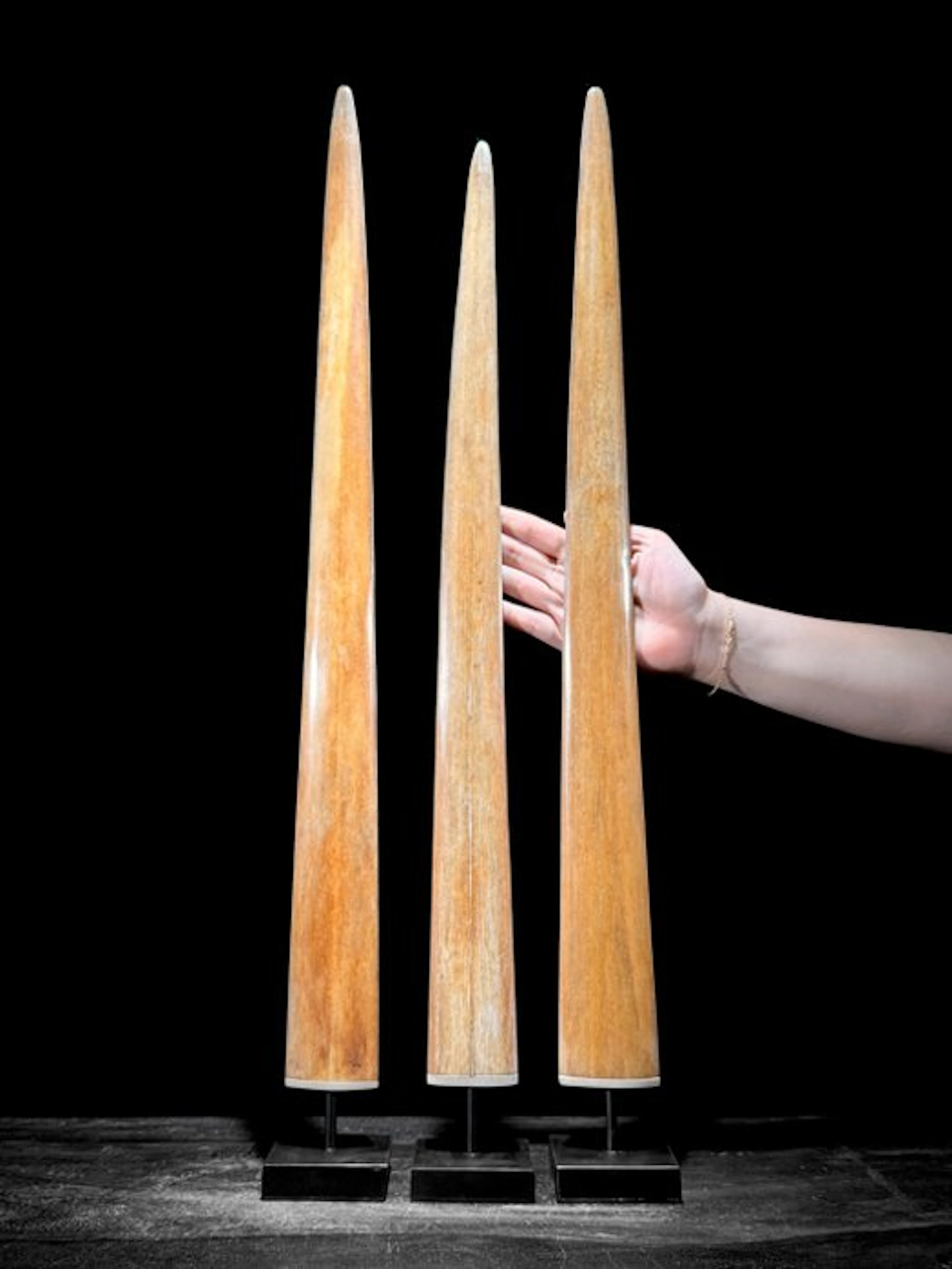 NO RESERVE PRICE - Stunning triple set of Swordfish Tusks...
