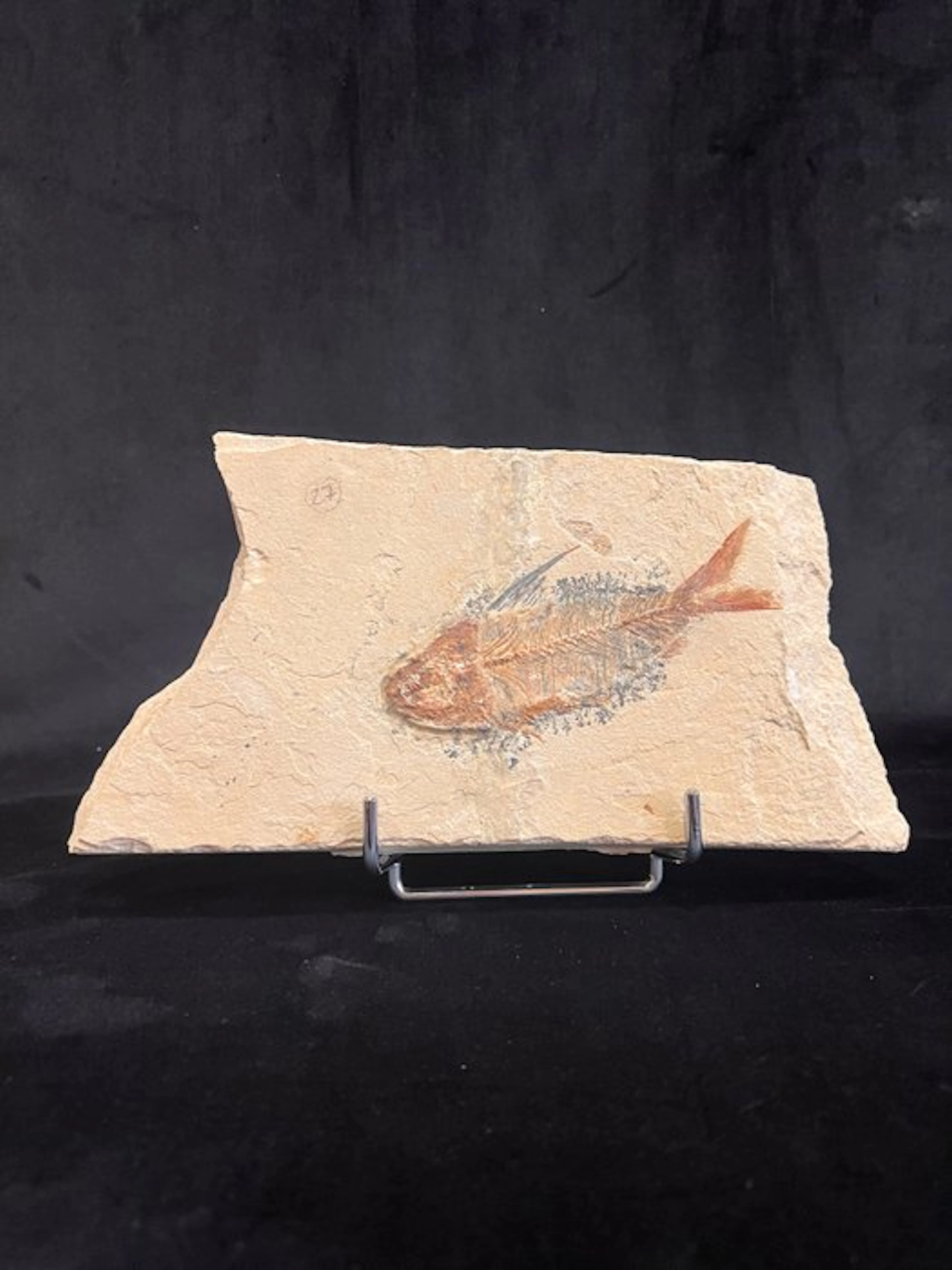 Fossil skeleton - Nematonodus - 14 cm - 27 cm