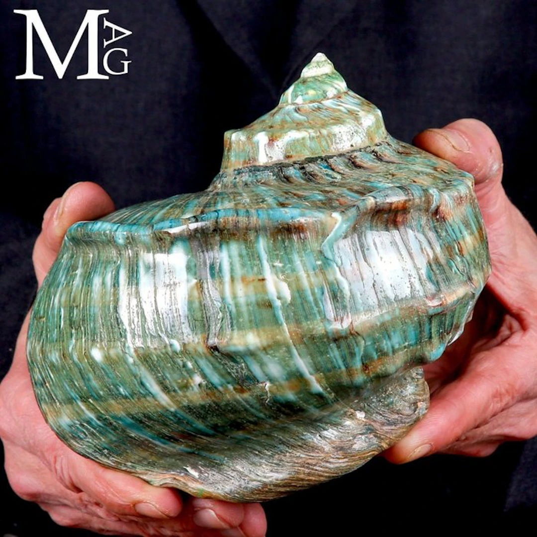 Monumental Shell Turbo marmoratus - Height: 158 mm - Width: 131 mm- 549 g - (1)