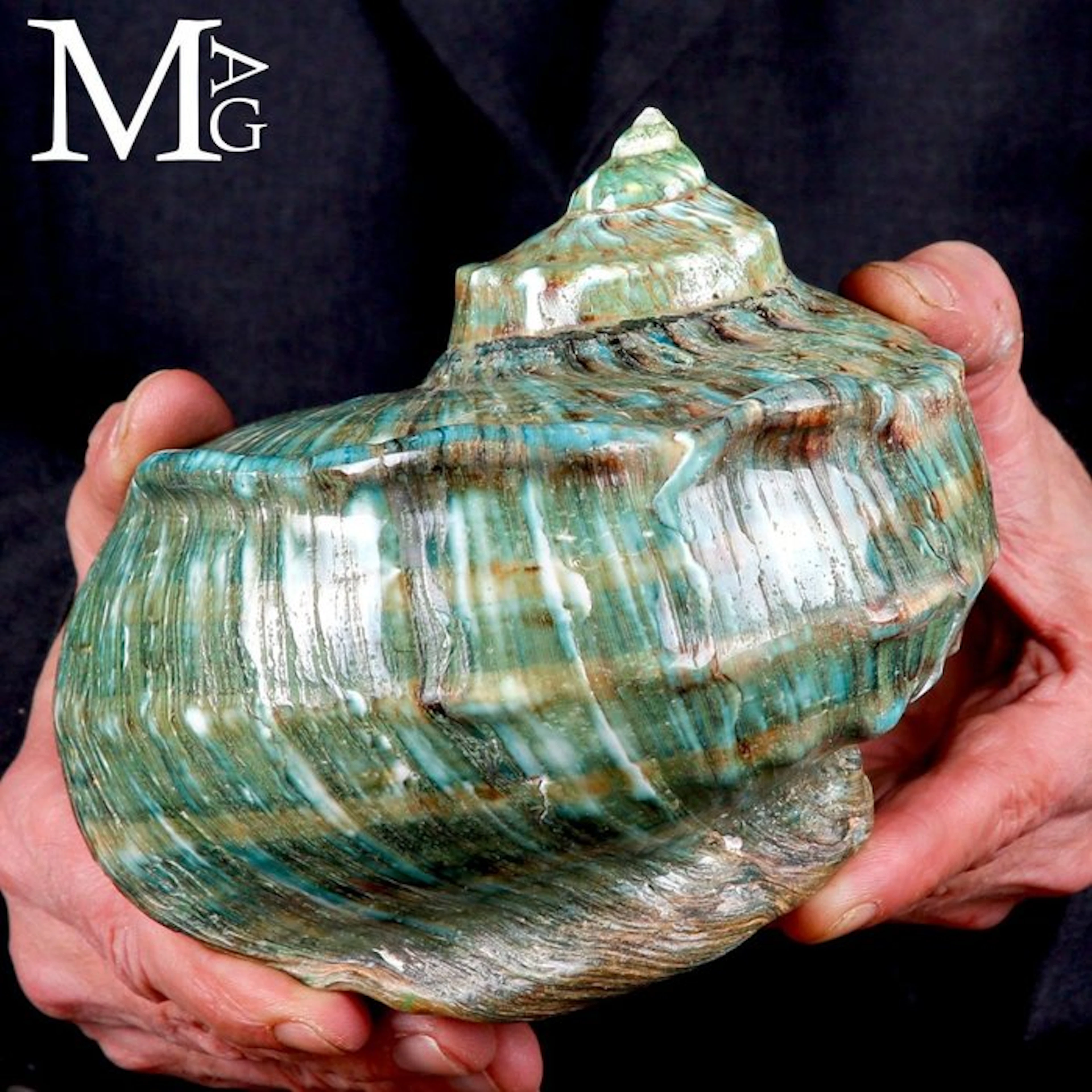 Monumental Shell Turbo marmoratus - Height: 158 mm - Width: 131 mm- 549 g - (1)